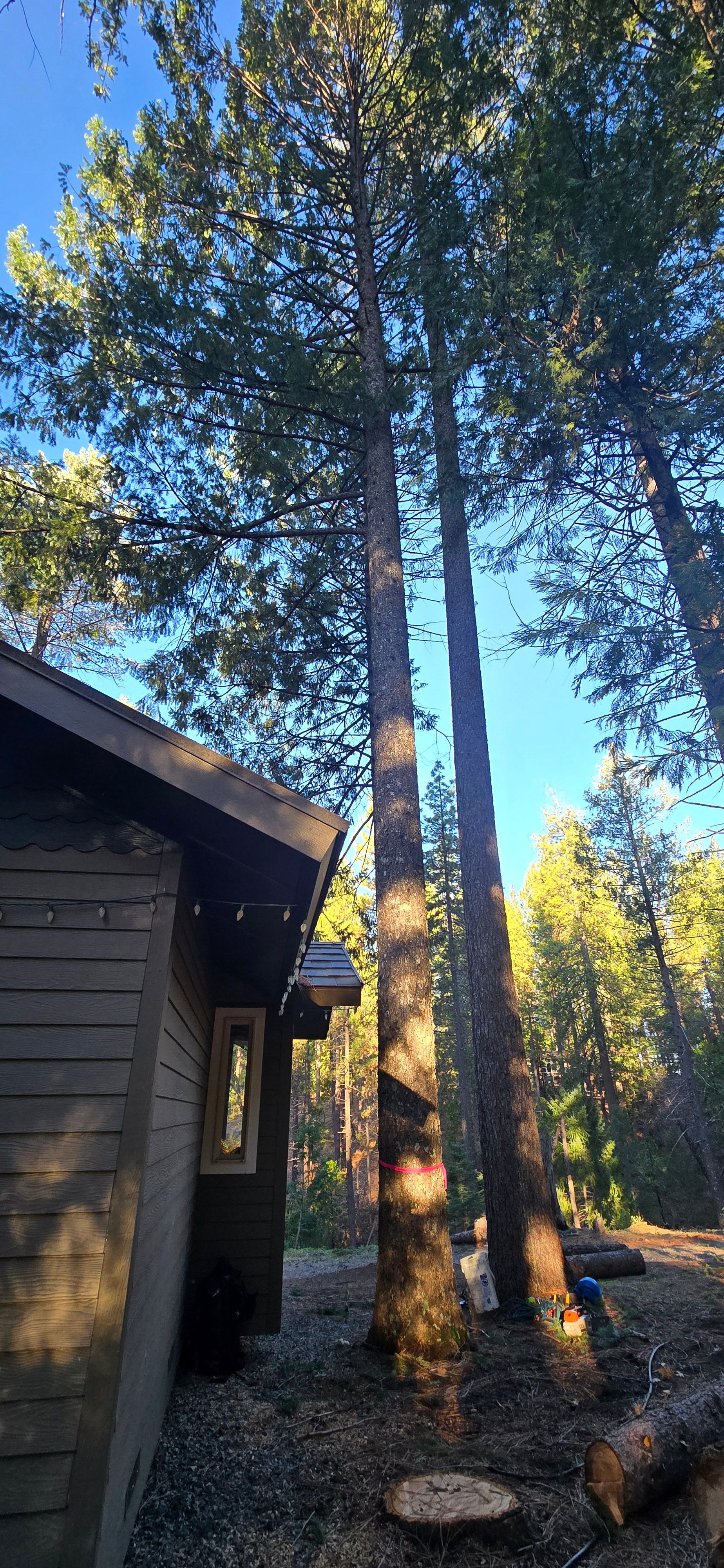  for George Staddan's Professional Tree Care in Placerville, CA