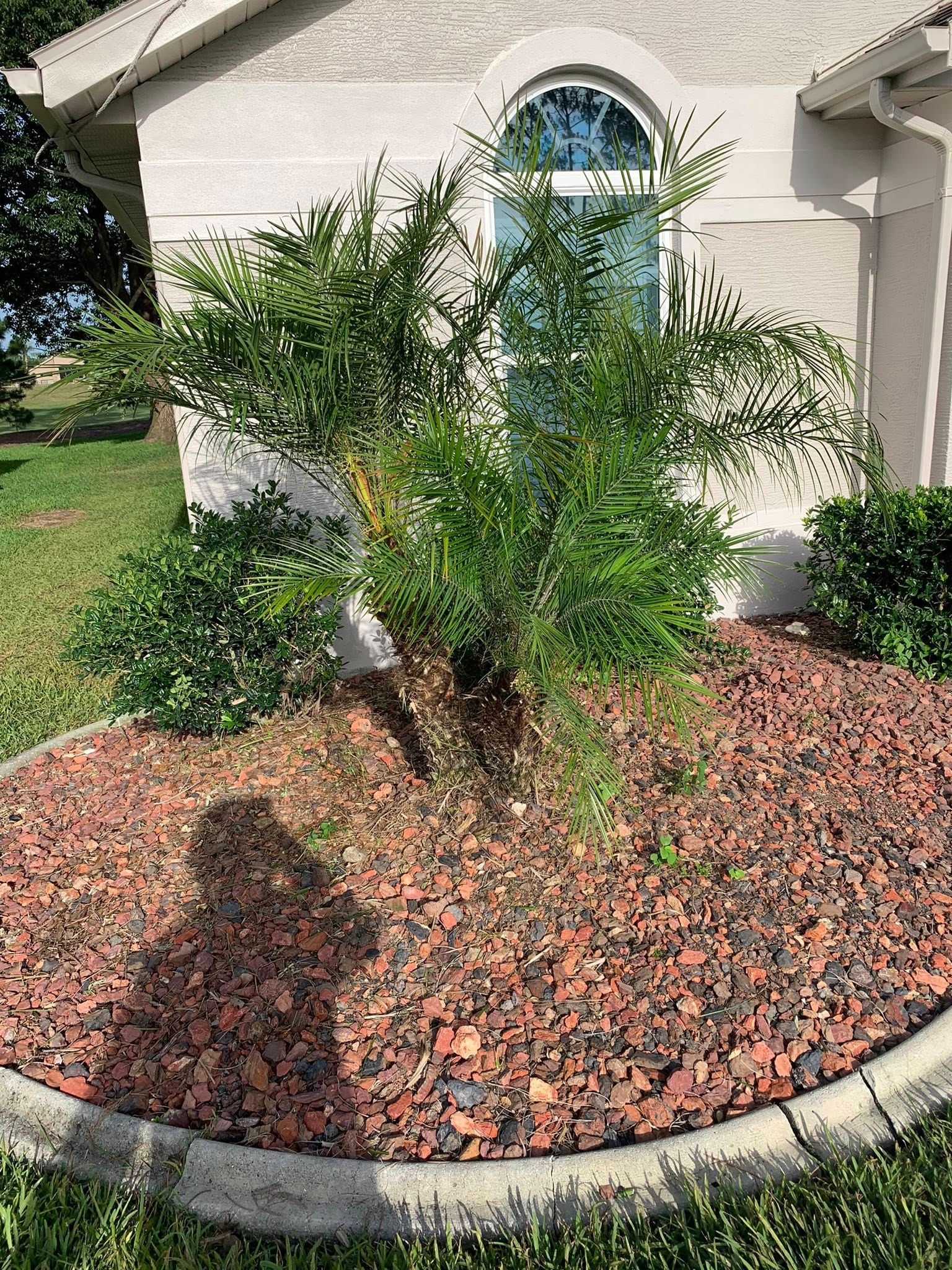  for Mitchell Lawn Service in Odessa, FL