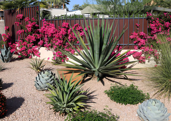  for CTHA Landscape in Phoenix, AZ