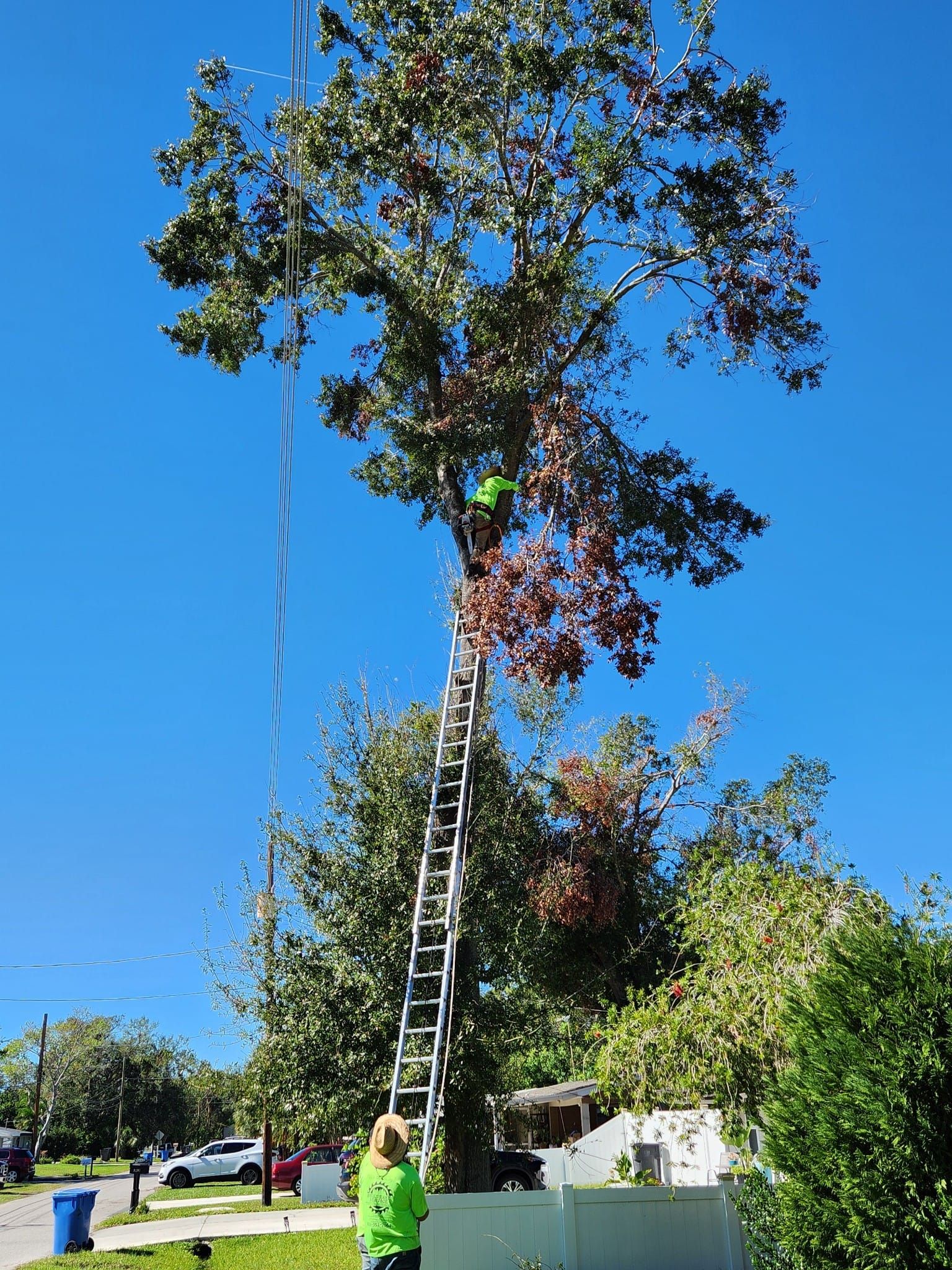  for Bills Tree Service in Valrico, FL