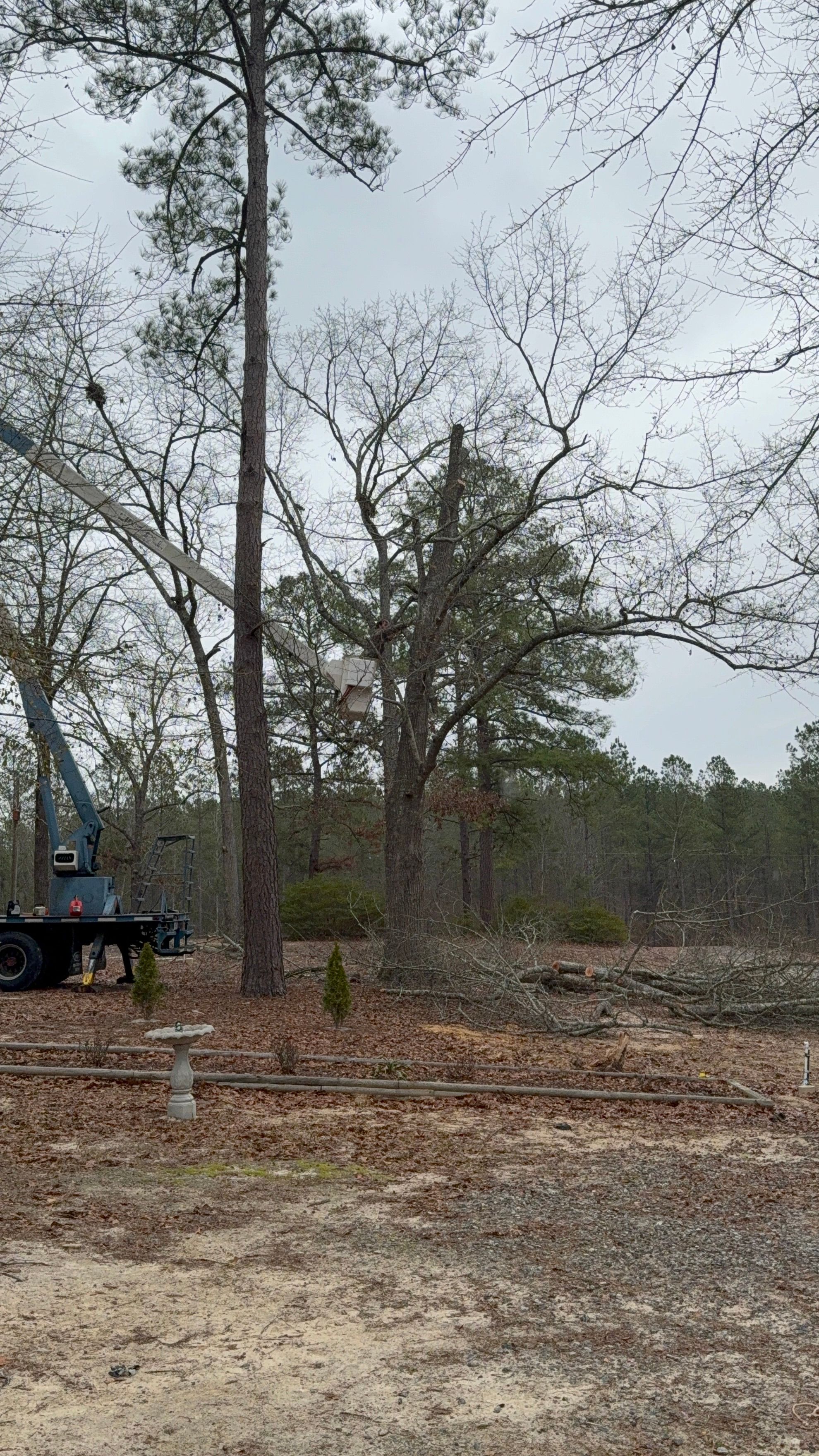 for T N L - Tree and Land Service in Reynolds, GA