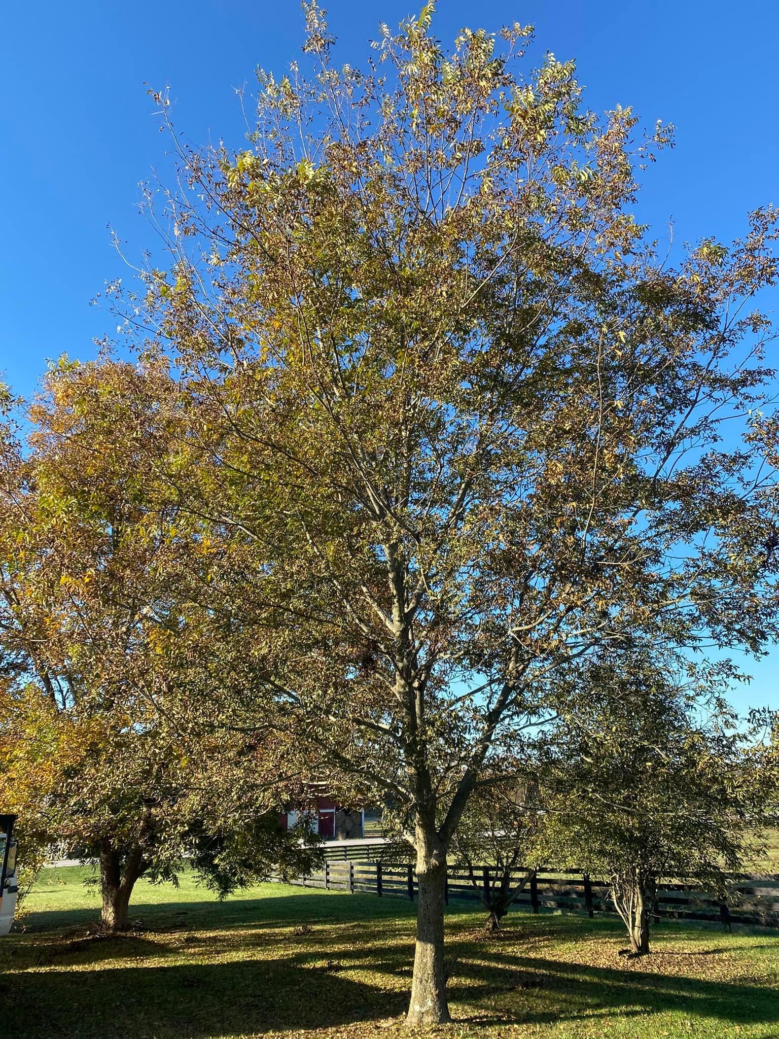 Fall and Spring Clean Up for Atwood’s Tree Care in Liberty,  KY