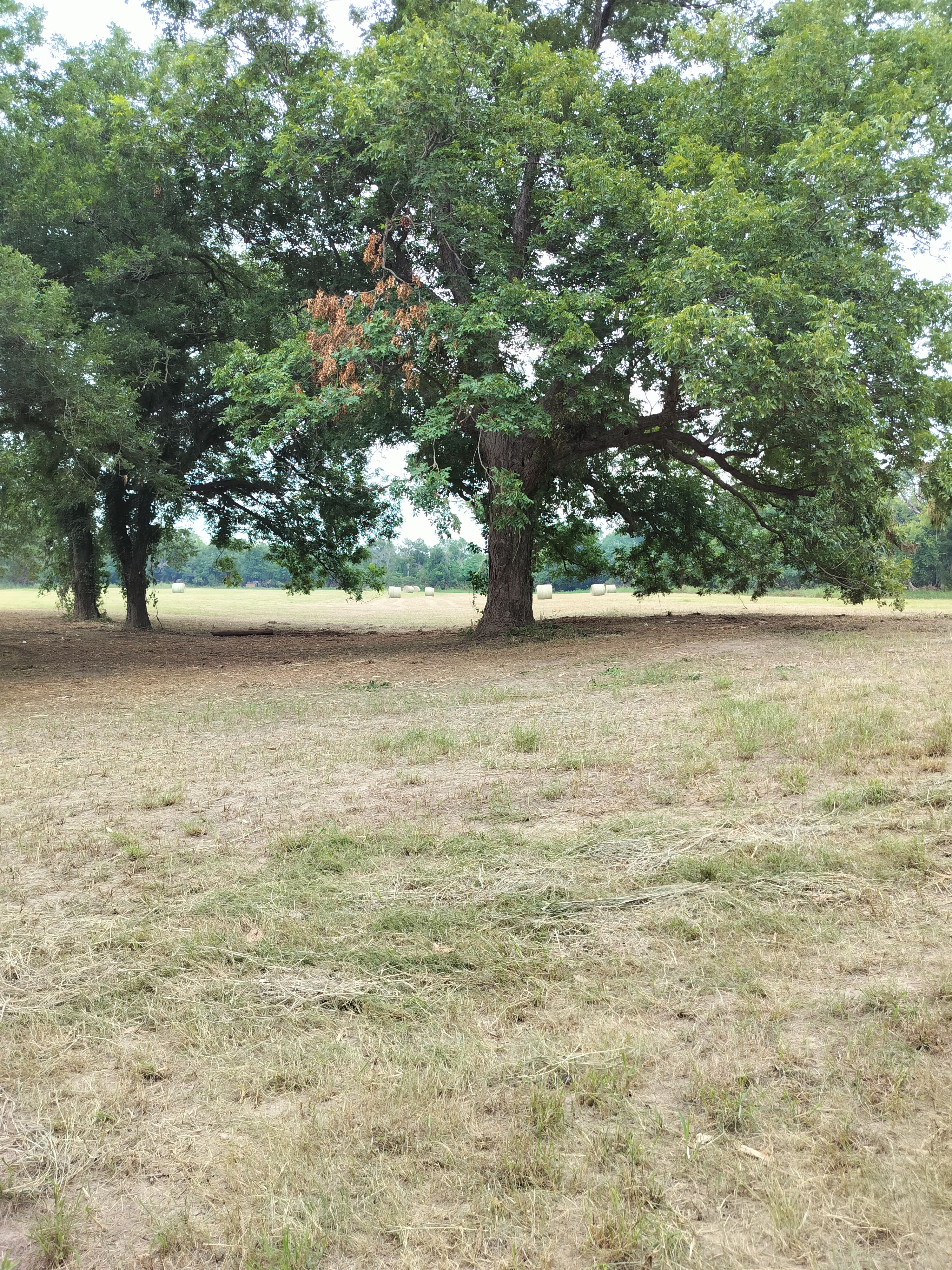  for 512 Land Clearing in Blanco County, TX