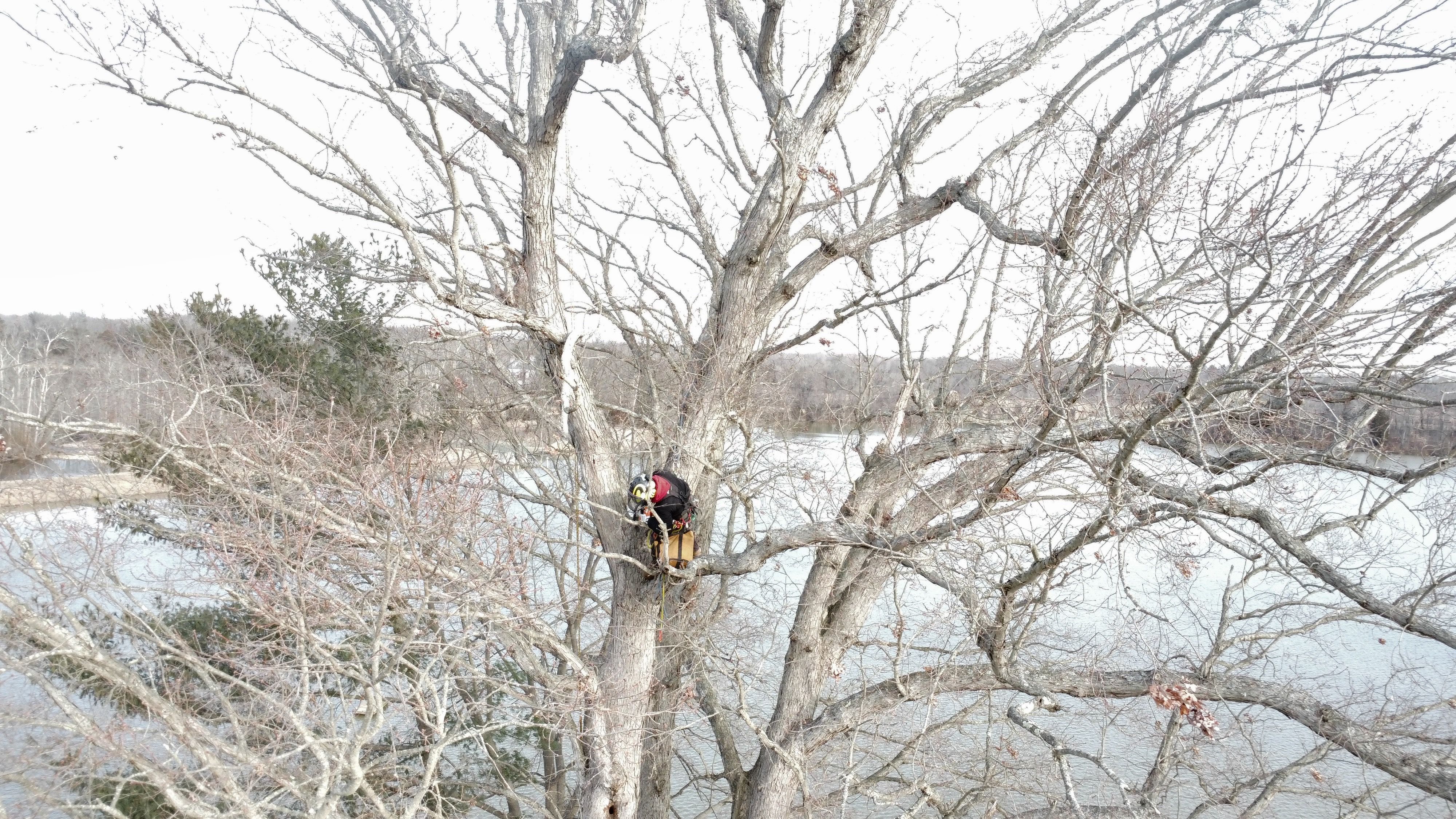 All Photos for Melnyk’s Tree Service in Salem County, NJ
