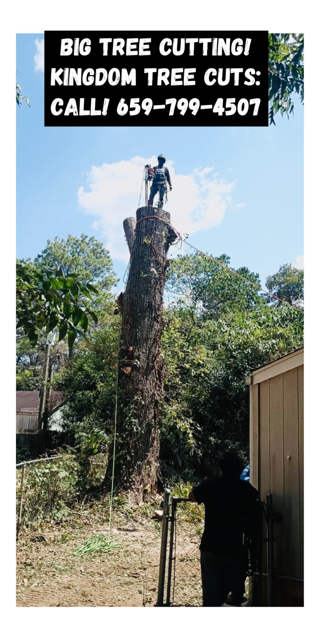  for Kingdom Tree Cuts in Birmingham, AL