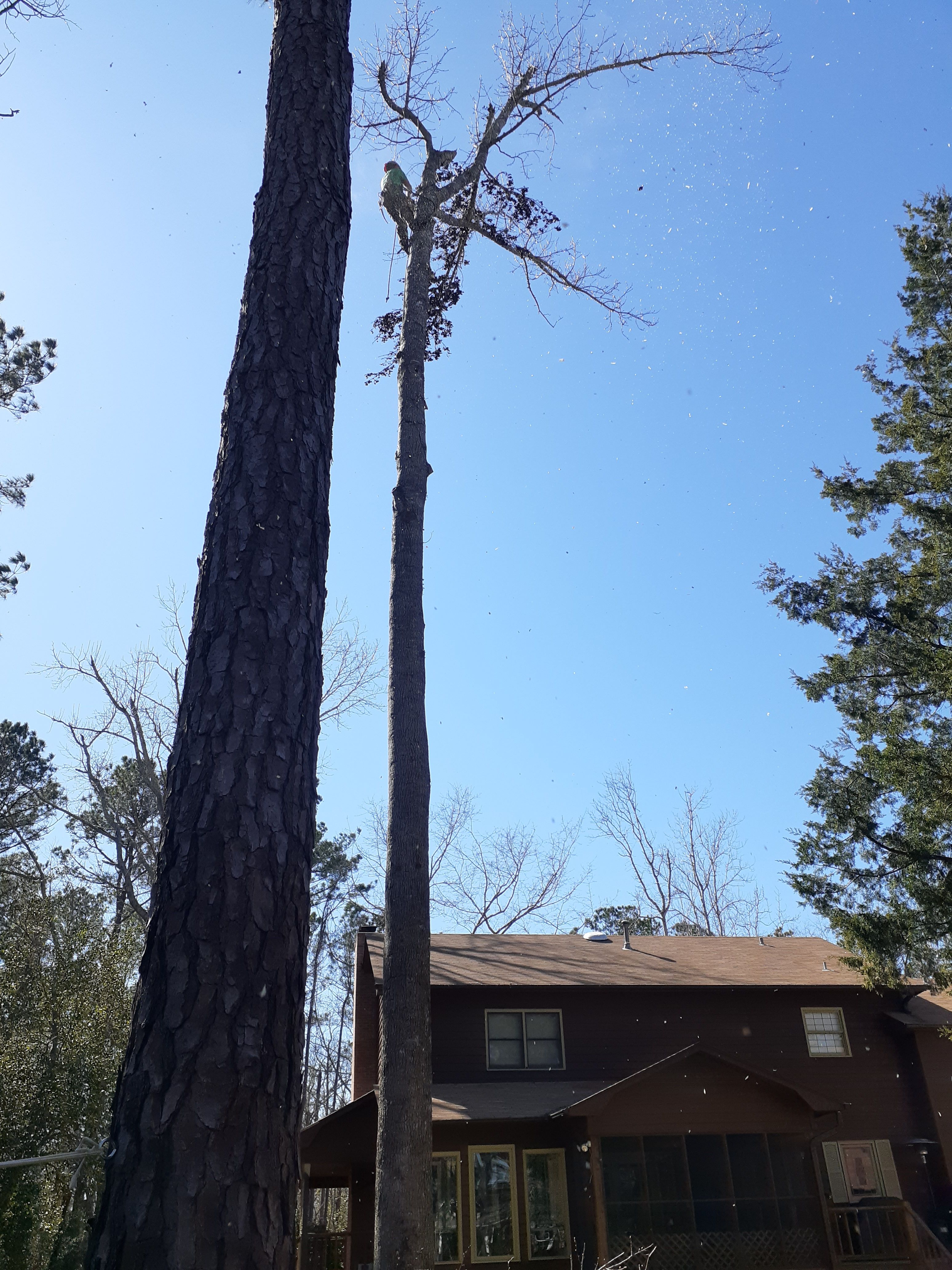 for Professional Tree Service USA in Chattanooga, TN