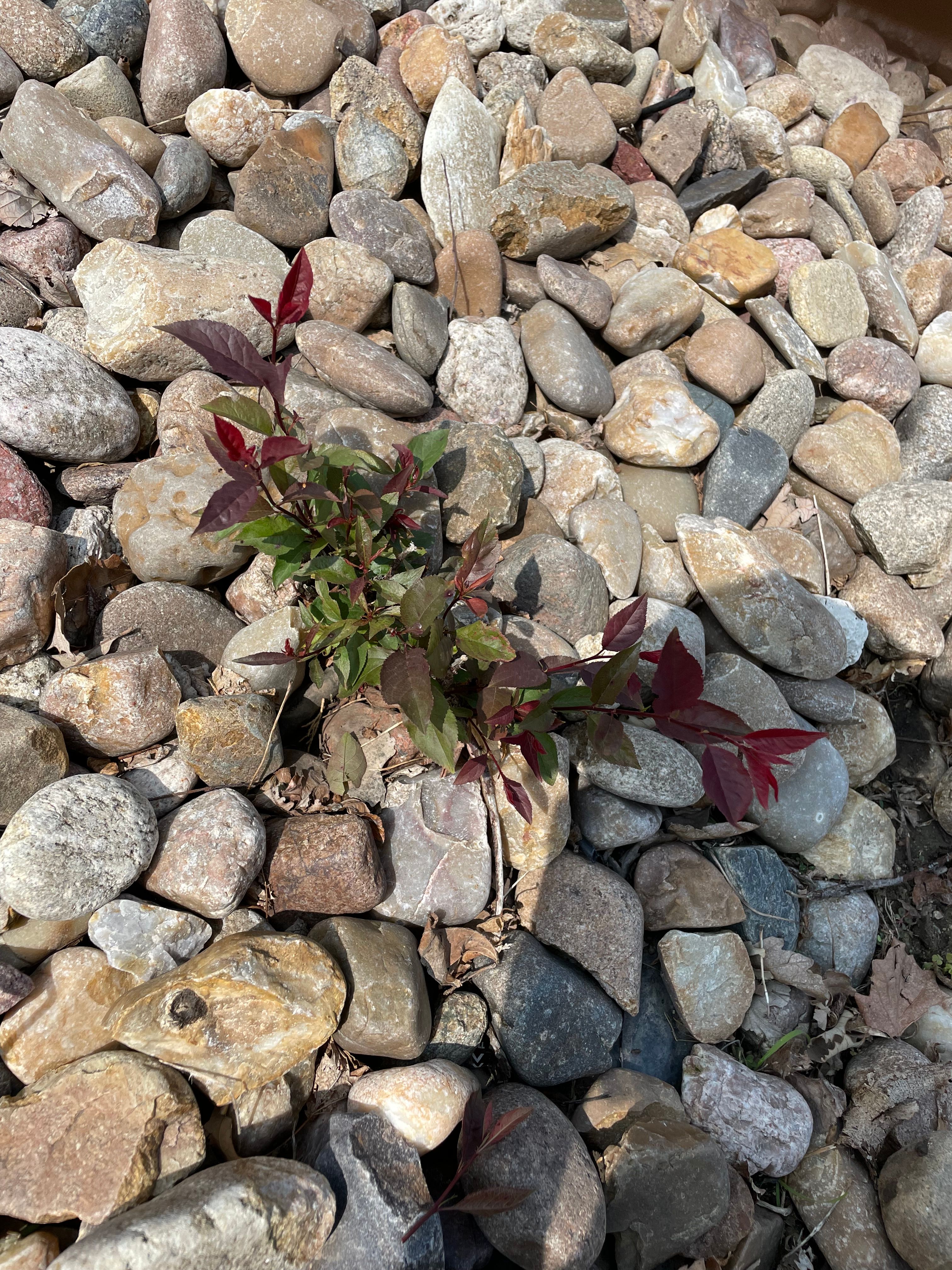  for Jacks Lawn & Landscape LLC  in Hastings, NE