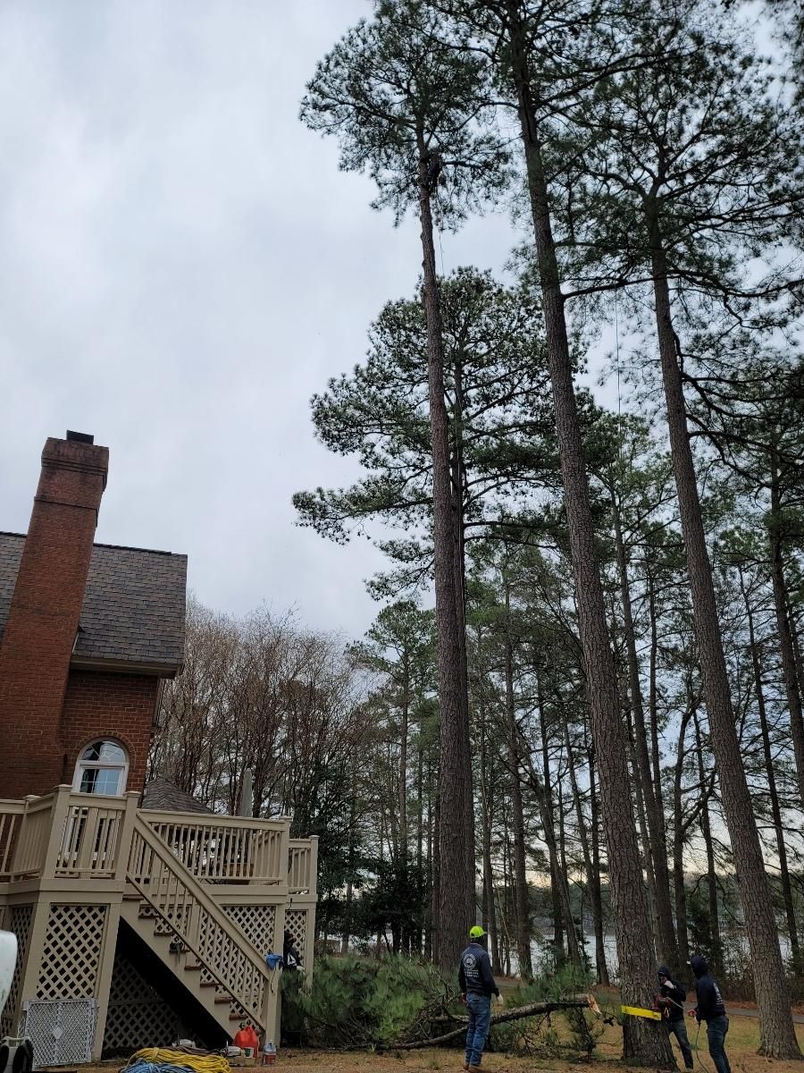  for Integrity Tree and Landscaping in Lynchburg, VA