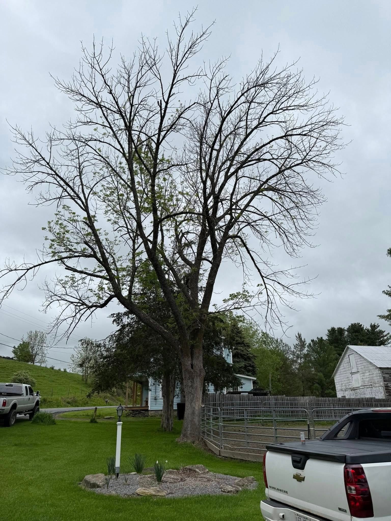 All Photos for Sterlings Tree Removal in Cobleskill, New York