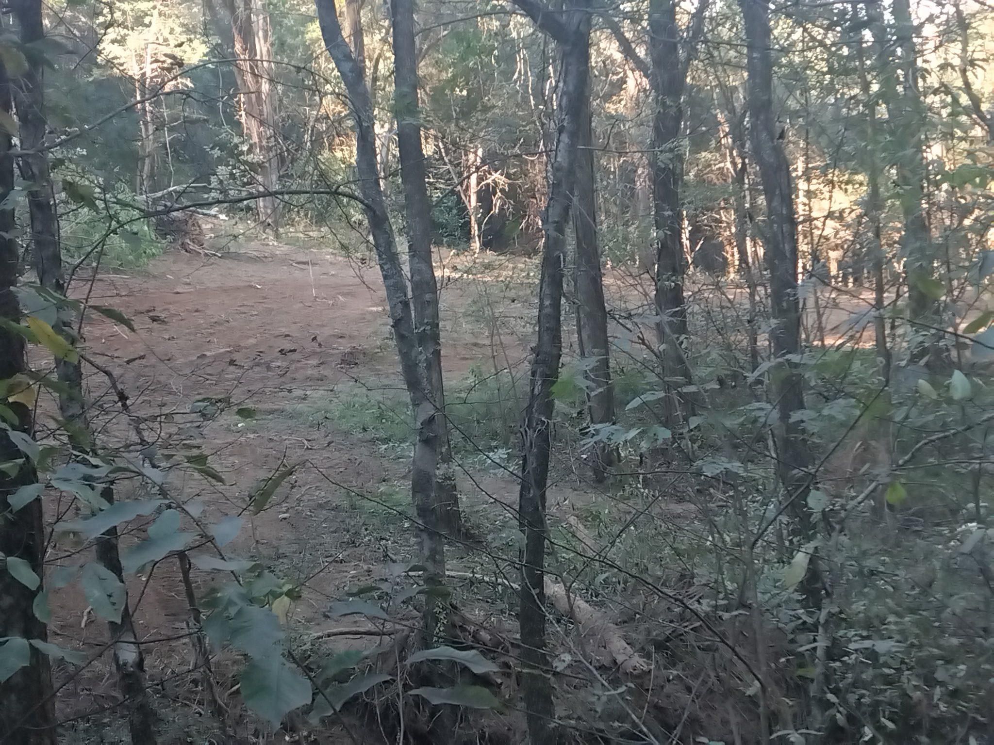 All Photos for King of Dirt in Cornersville, TN