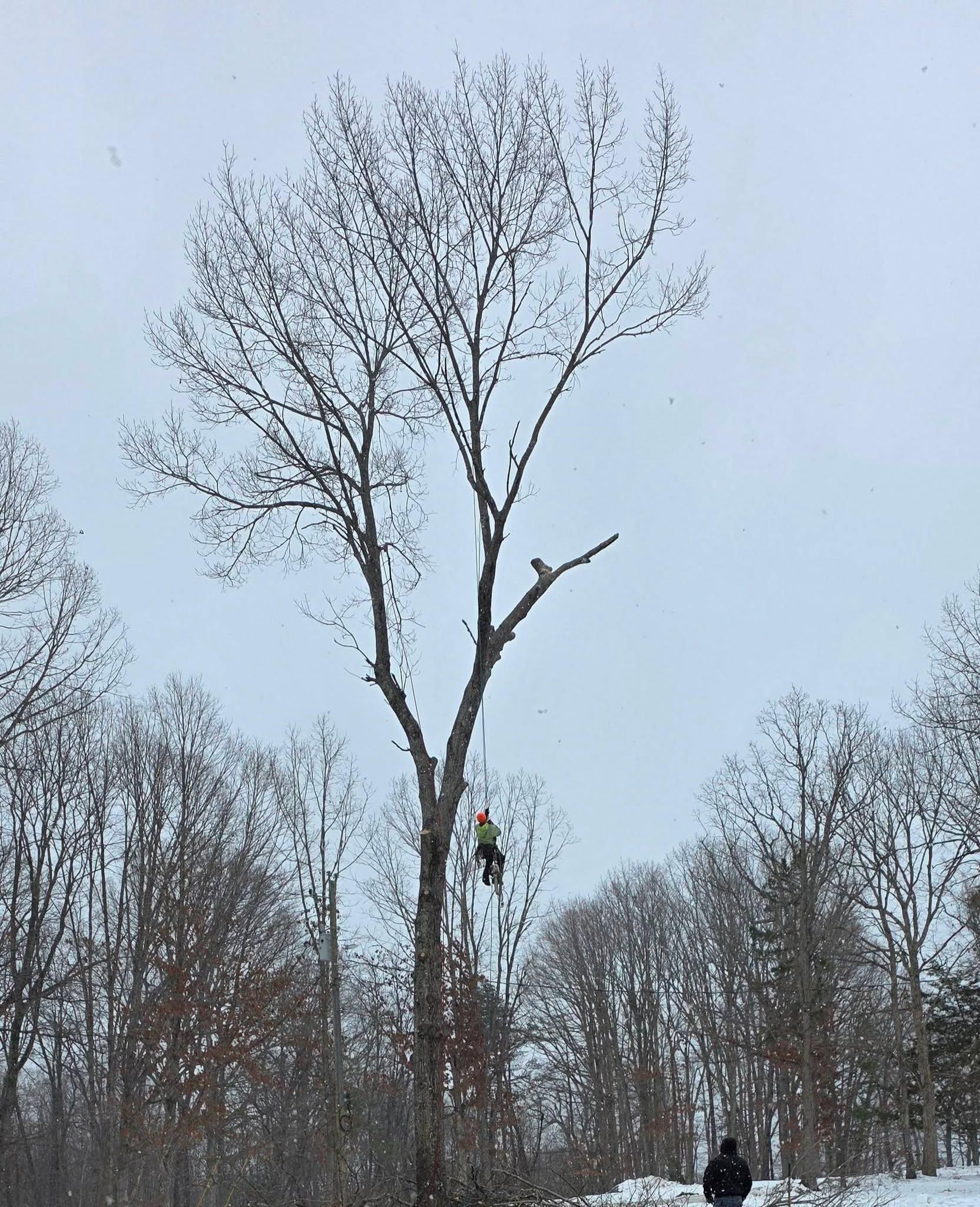  for Hamlett Tree Service LLC in Clover, VA