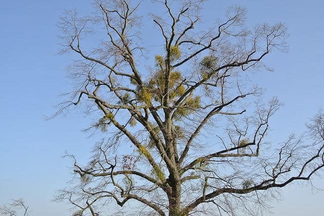 Tree Removal for Sammy's Tree Services in Rancho Cordova, CA