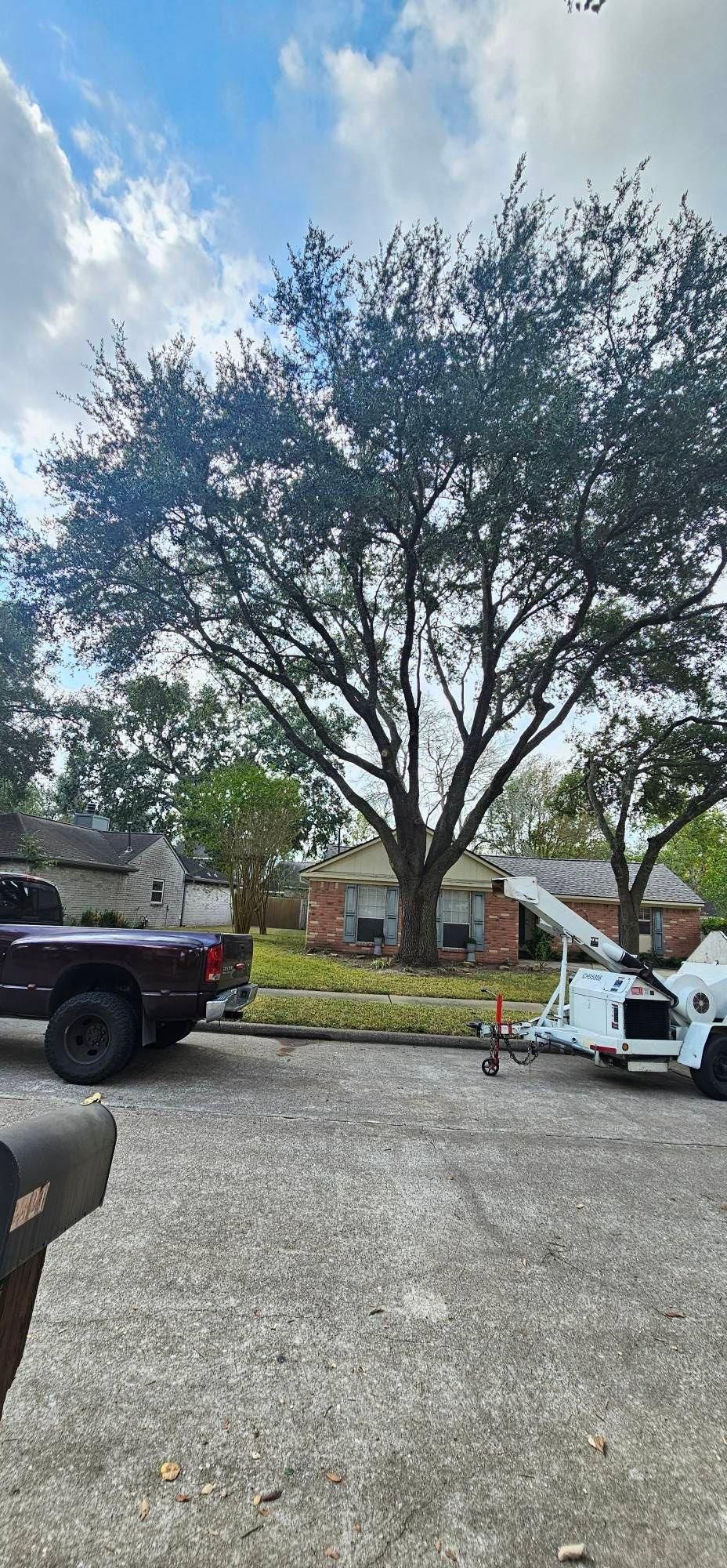  for Servin's Tree Care  in Houston, TX