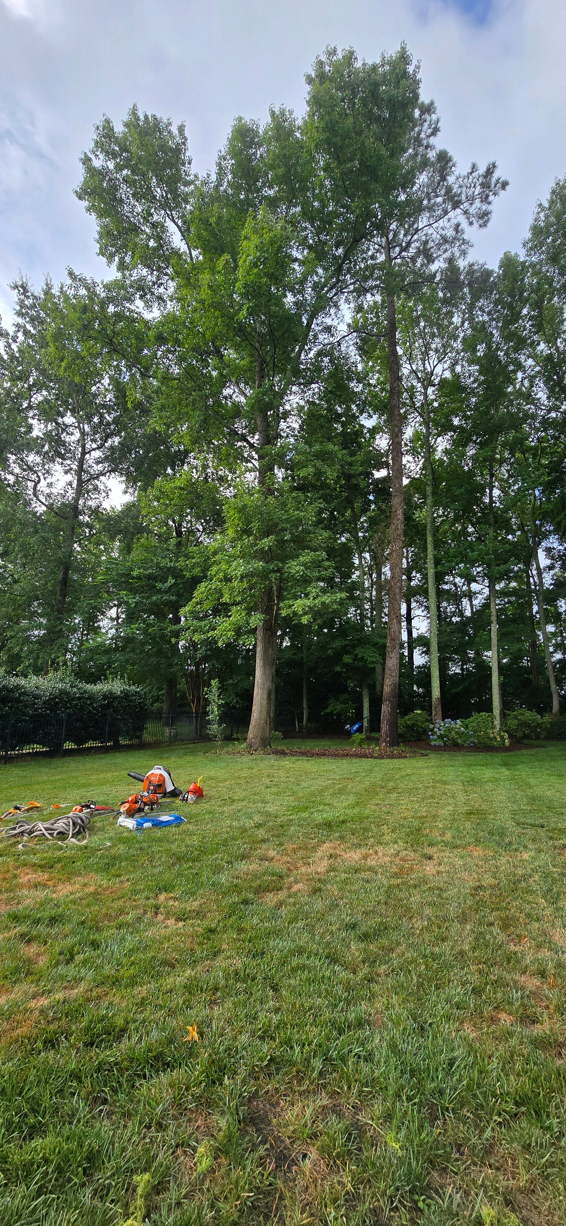  for Beach Tree Care in Virginia Beach, VA