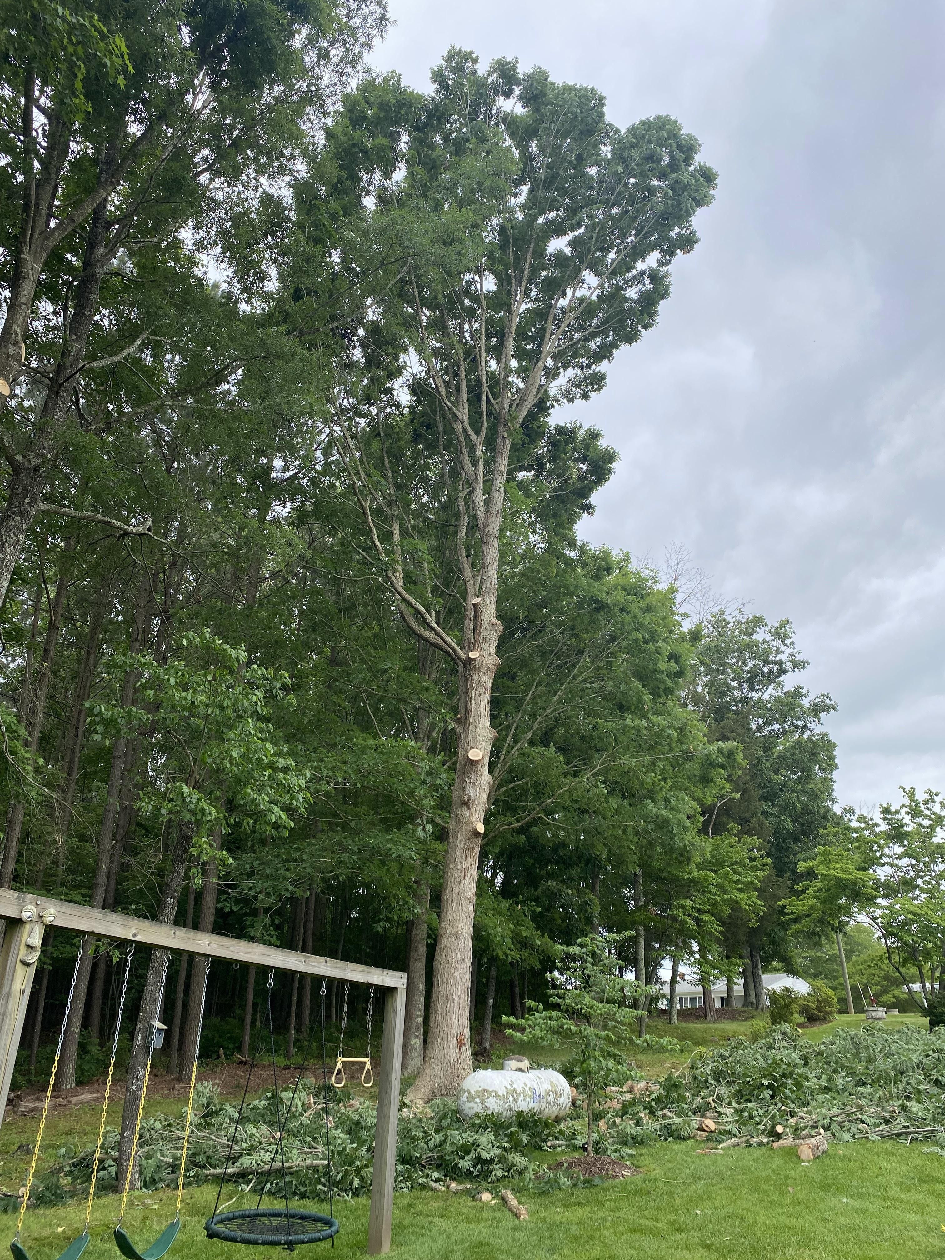  for Ascending Tree Service LLC in Kenbridge, VA