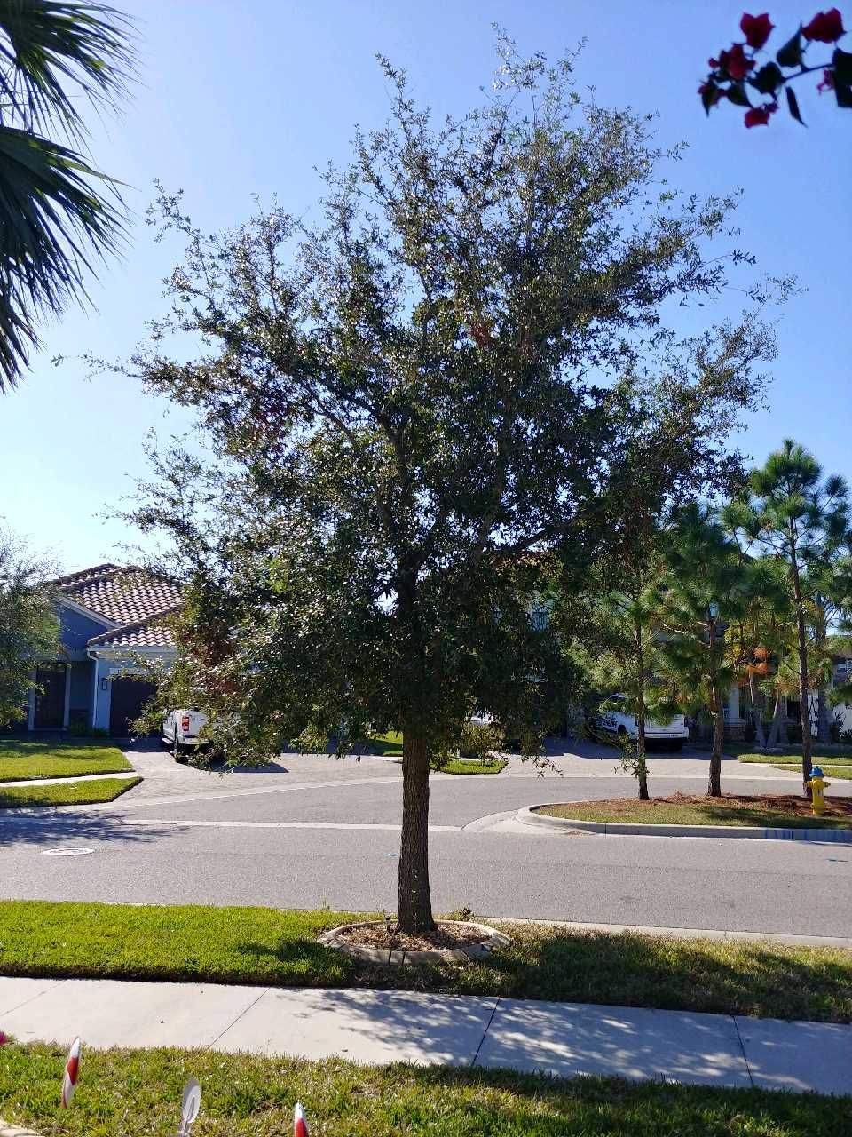 All Photos for TREE BOYS in Ruskin, FL