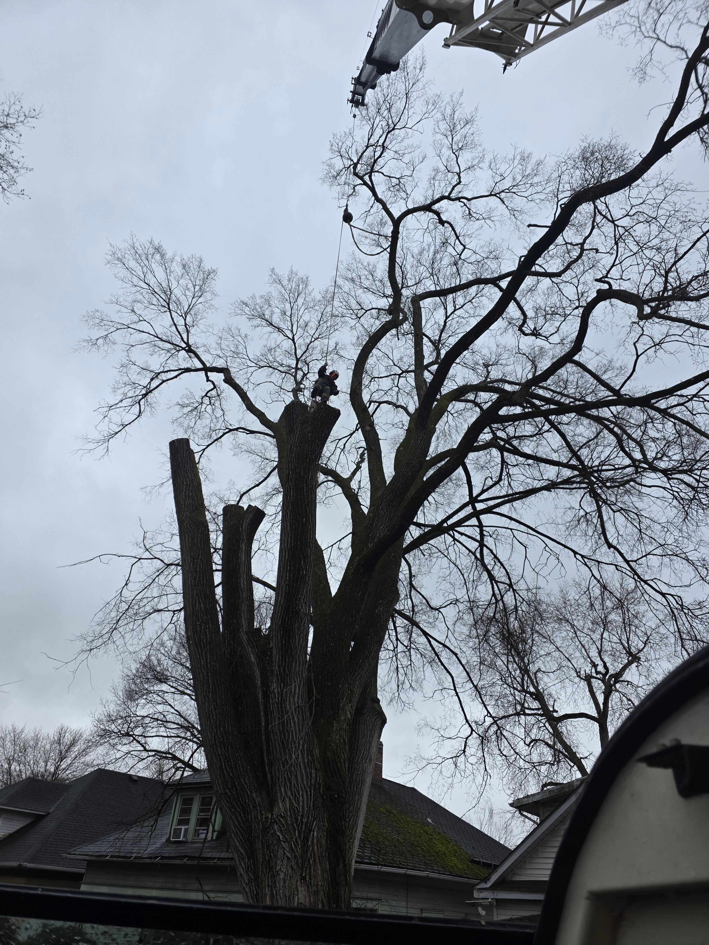  for Advanced Tree Solutions in Rockville, IN