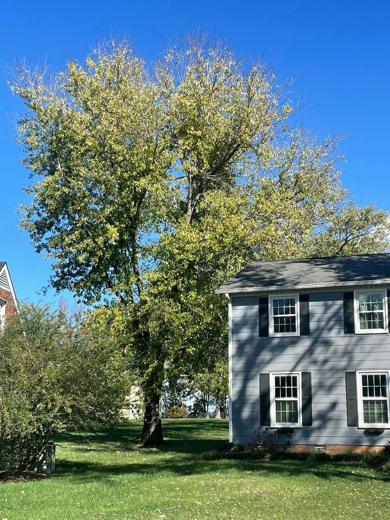  for Jace’s Tree & Stump Removal in Franklin, TN