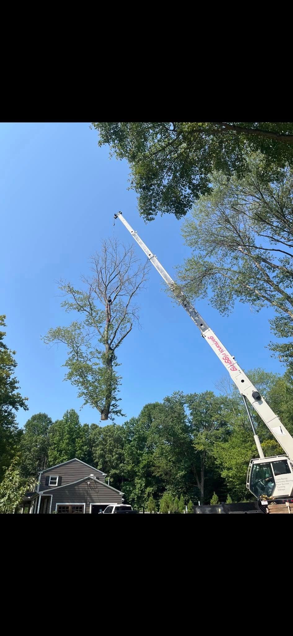 Tree Removal for Melnyk’s Tree Service in Salem County, NJ