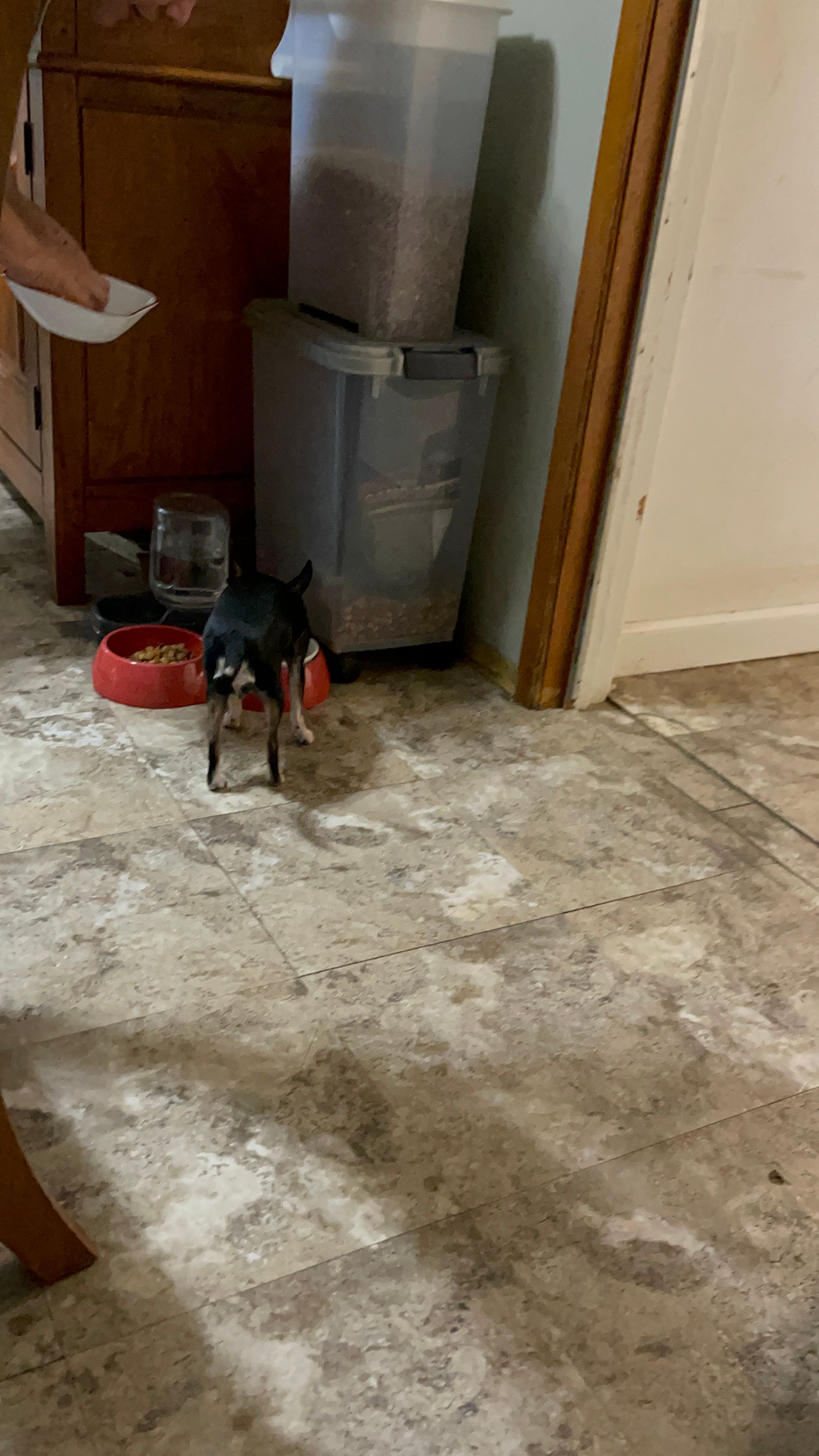  for Tony's Remodeling & Painting in Renton, WA