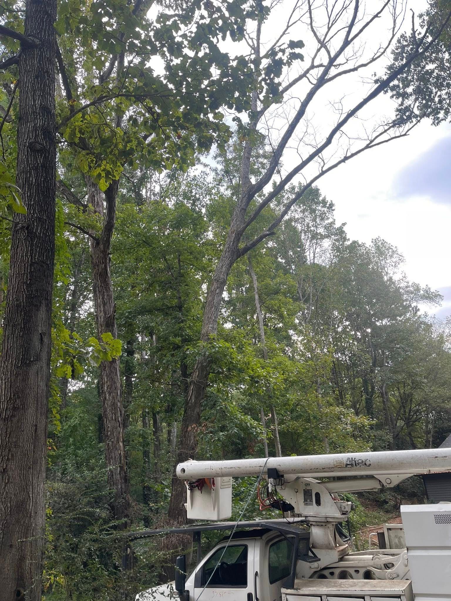  for K-2 Tree Service in Shelby, NC