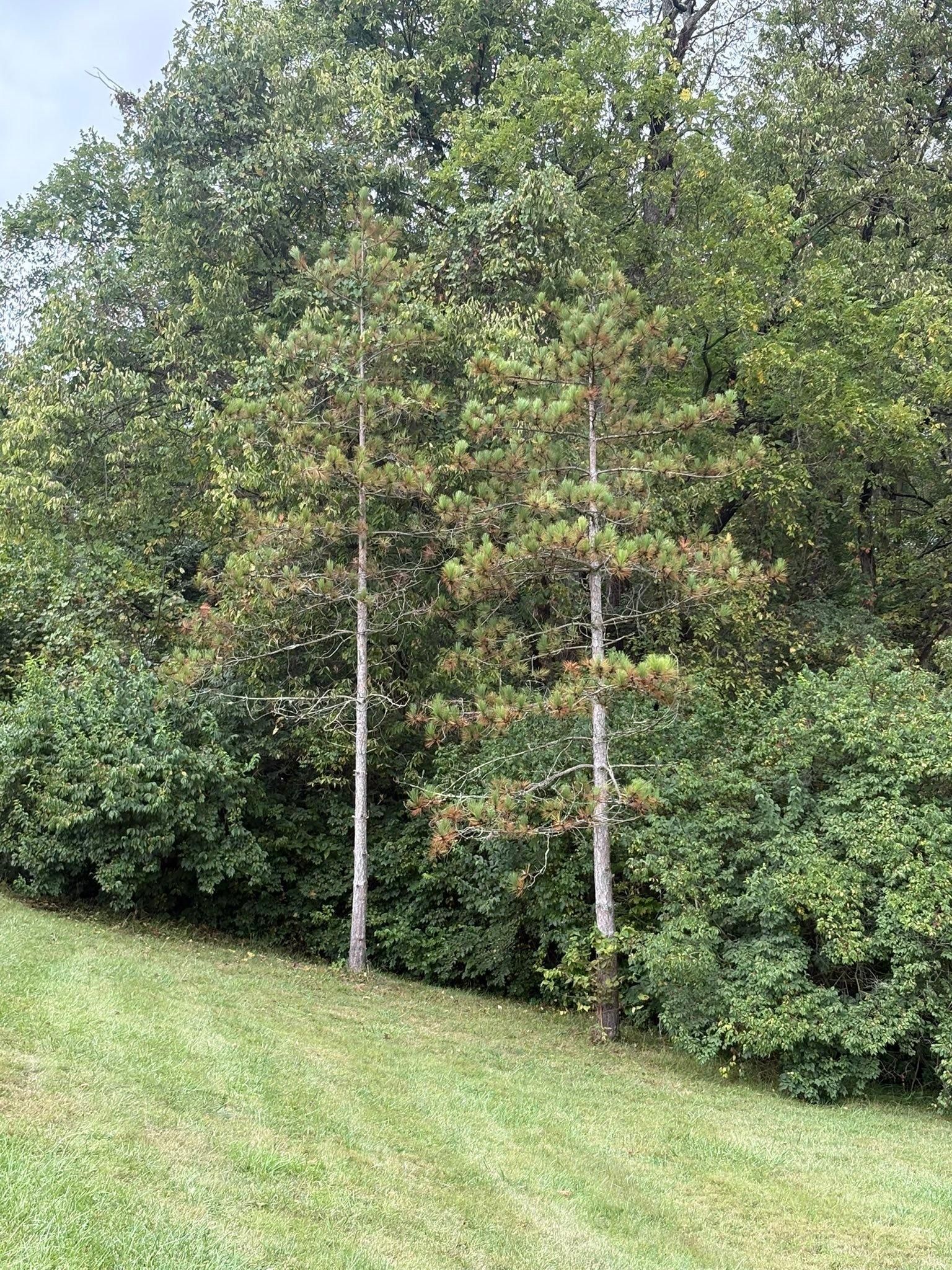  for Dig-It Tree Company in , 