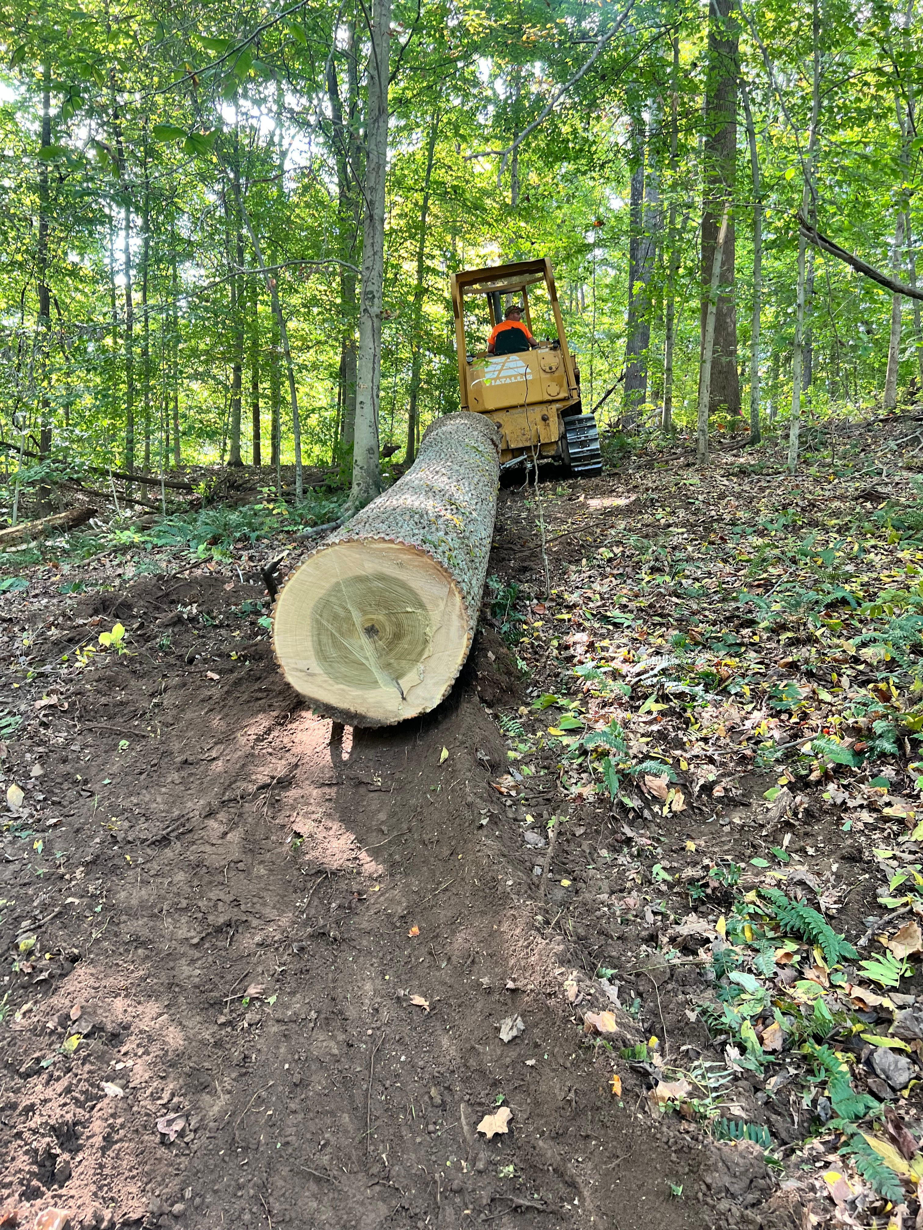 All Photos for Kadin’s Tree Service in North Vernon, IN