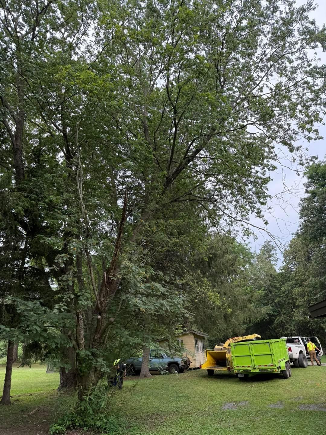  for Sterlings Tree Removal in Cobleskill, New York