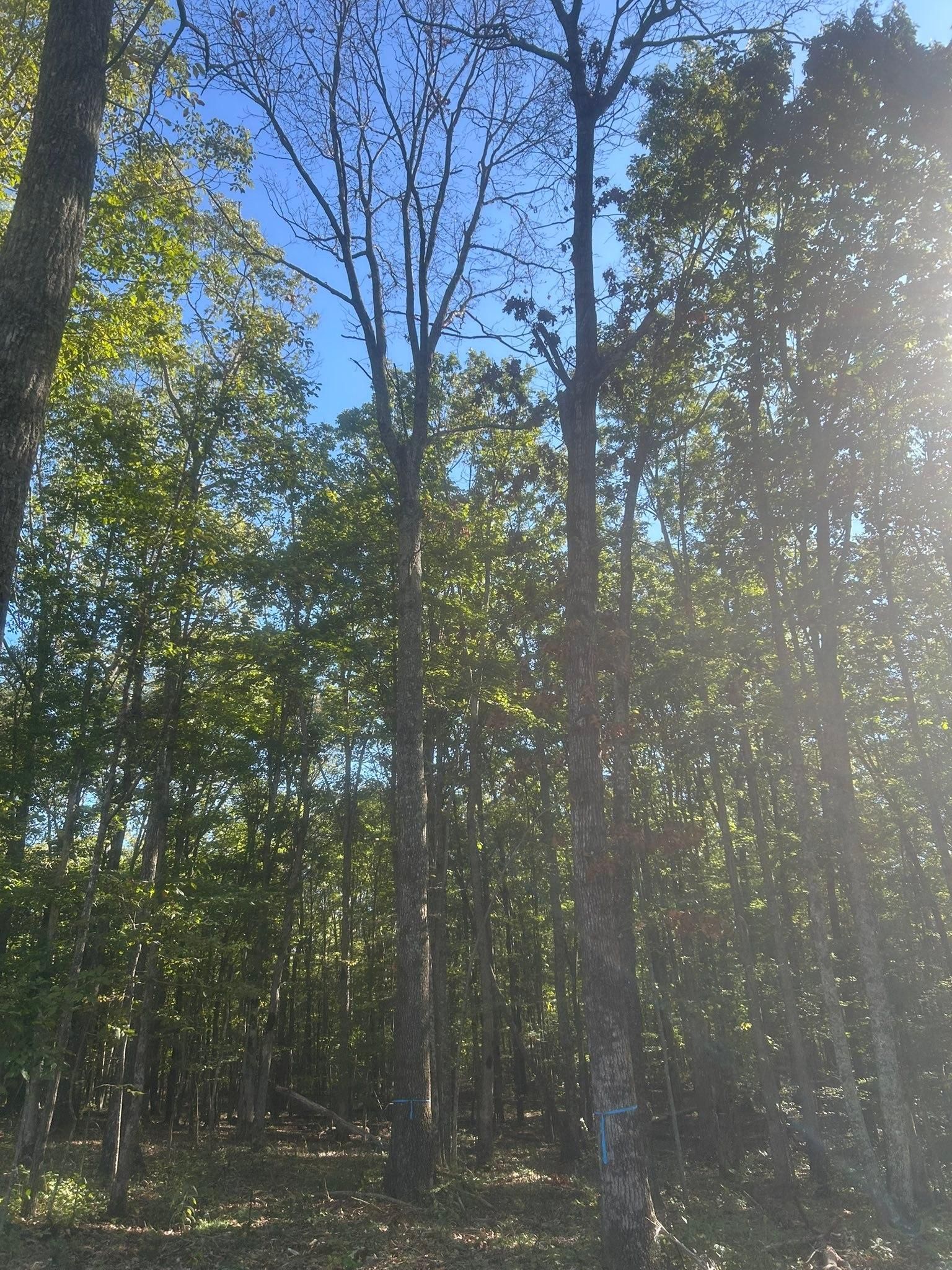  for McBee’s Tree Service in Sewanee, TN