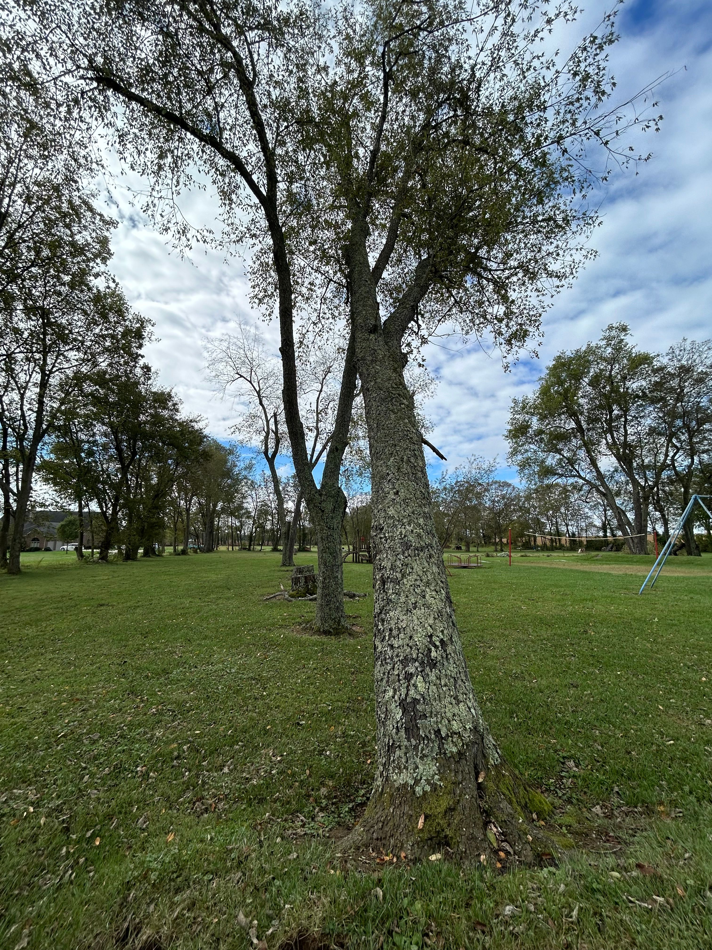All Photos for Houtz Tree Service in Lexington, KY