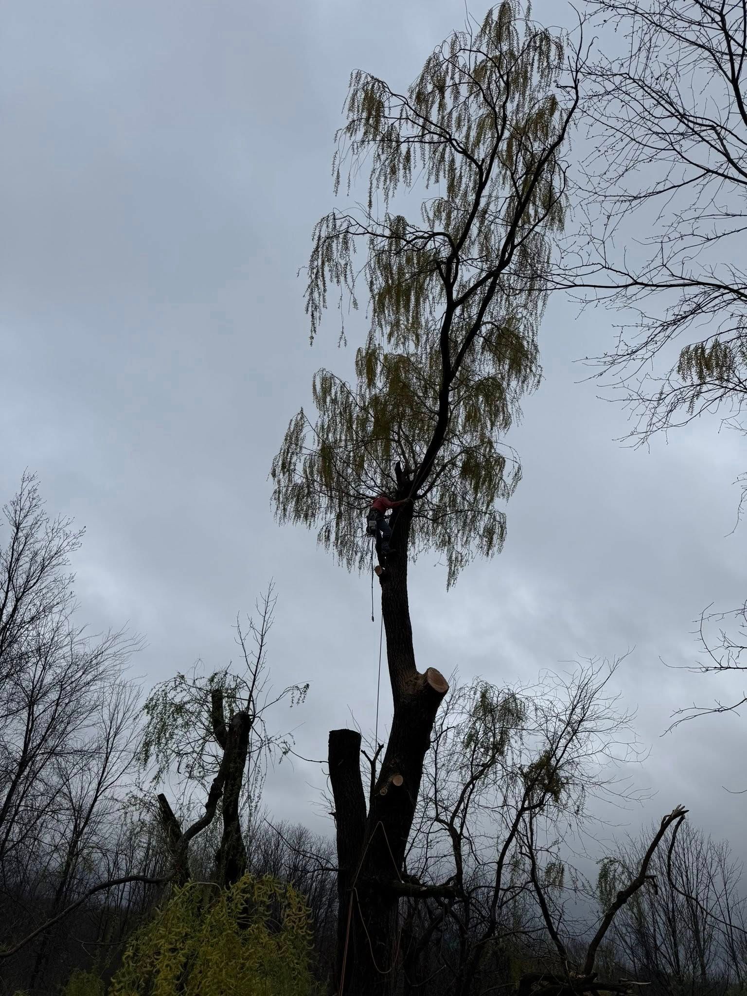 All Photos for Sterlings Tree Removal in Cobleskill, New York