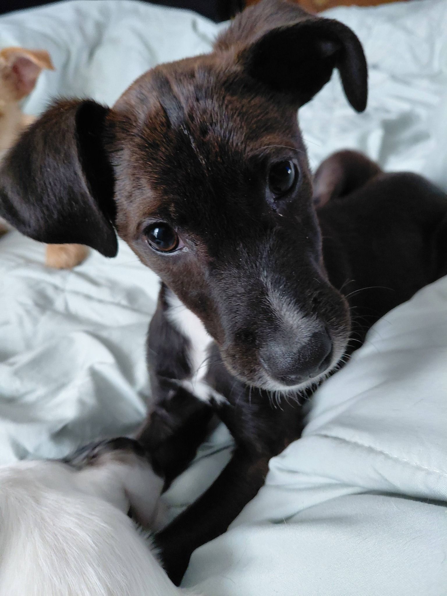  for Sullivan Sanctuary of Maine in Brunswick, ME