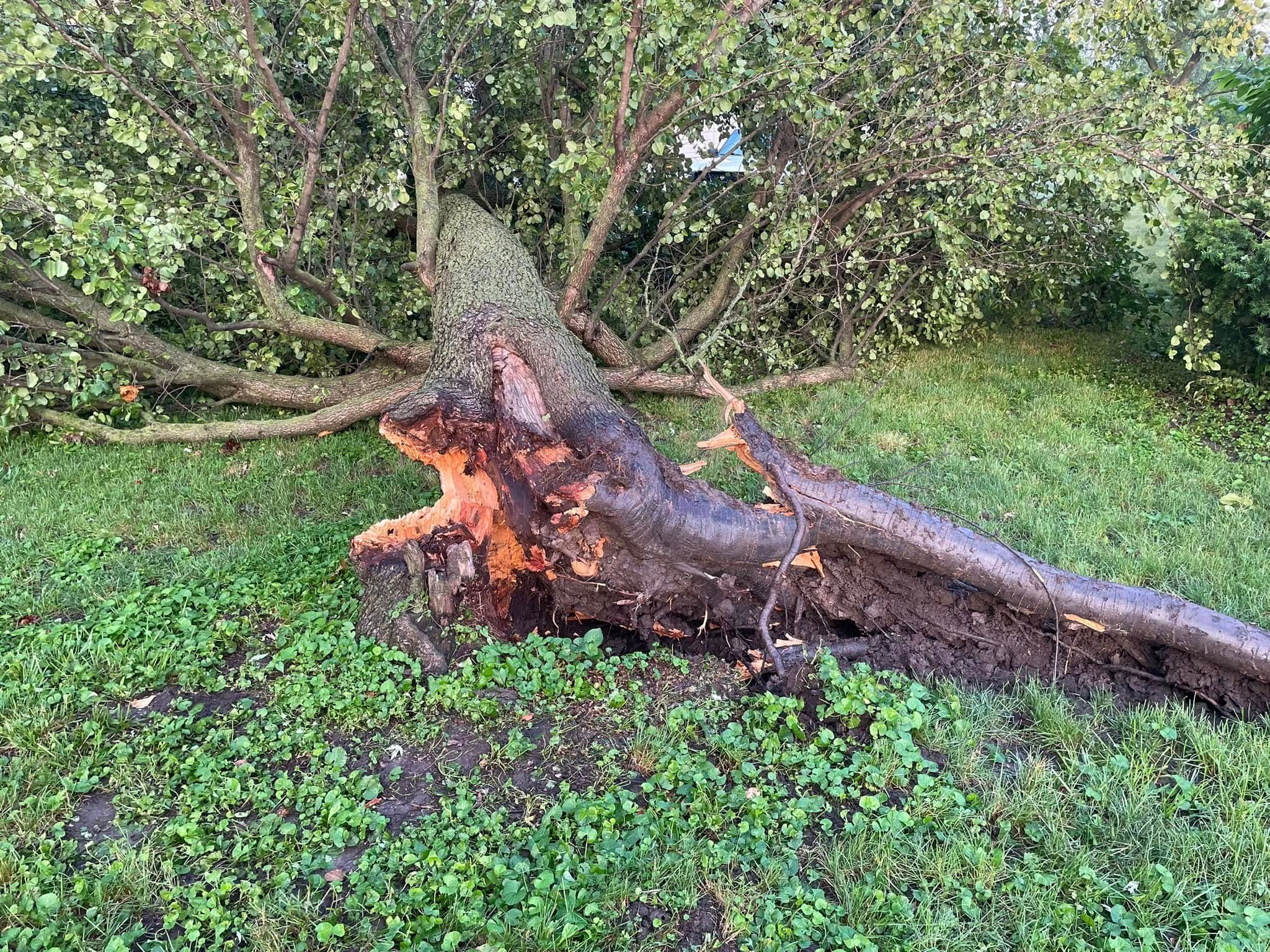 Tree Removal for Baker Professional Services LLC in Shelbina, MO