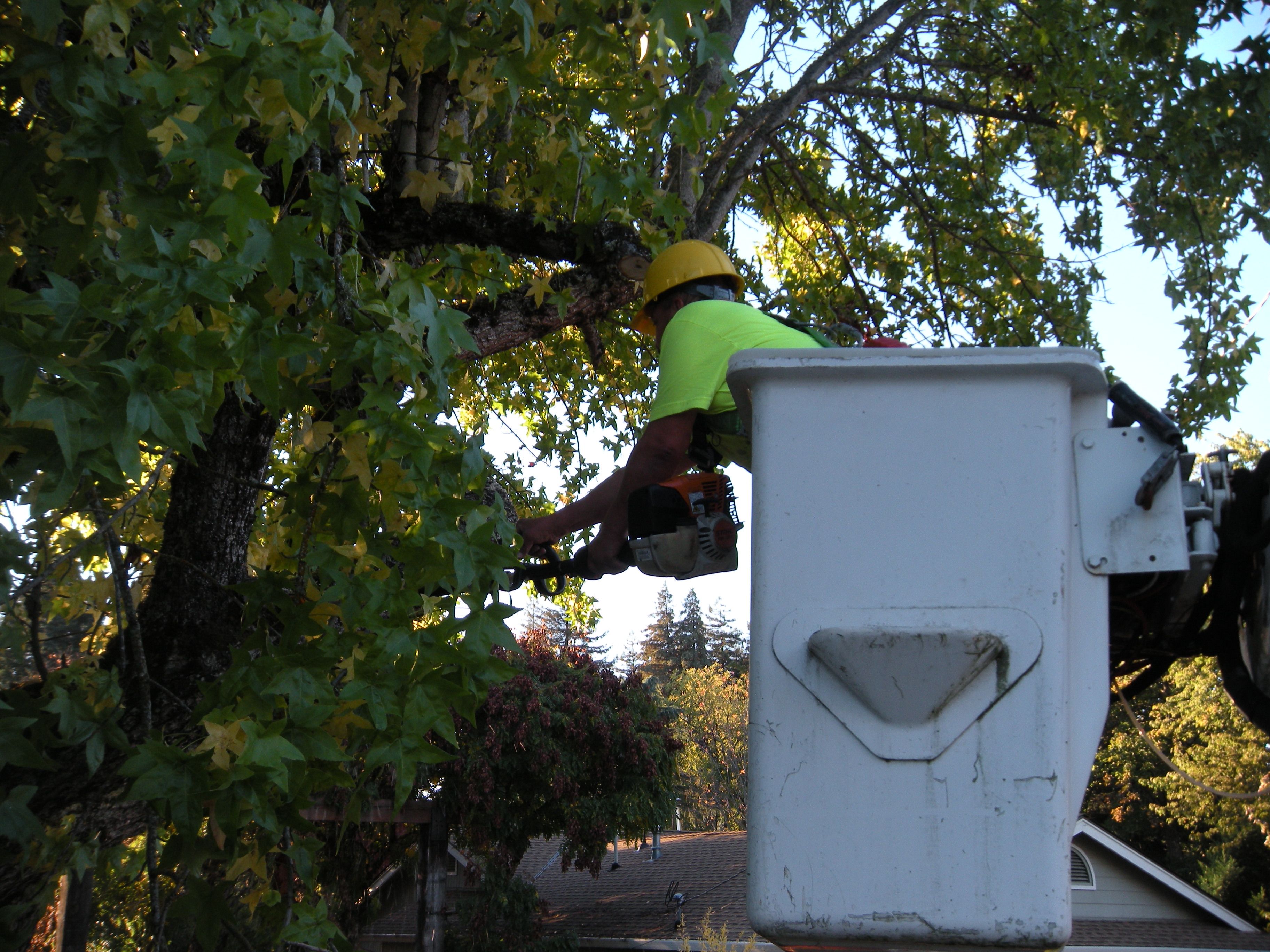Tree trimming  for Willamette Landscaping and Tree Services in Albany, OR