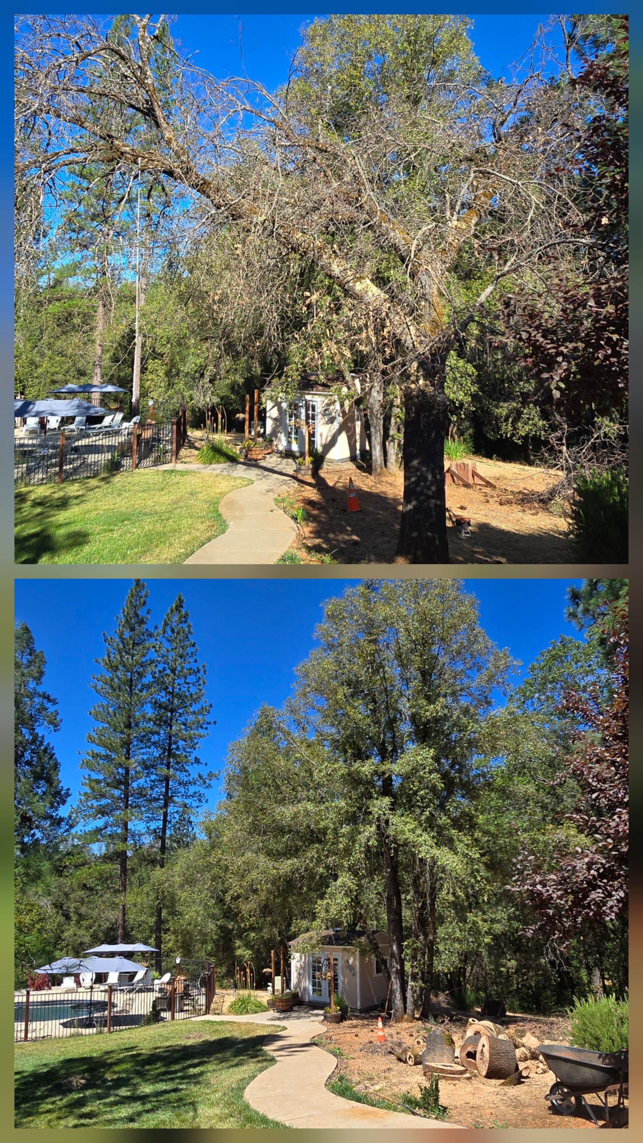  for George Staddan's Professional Tree Care in Placerville, CA