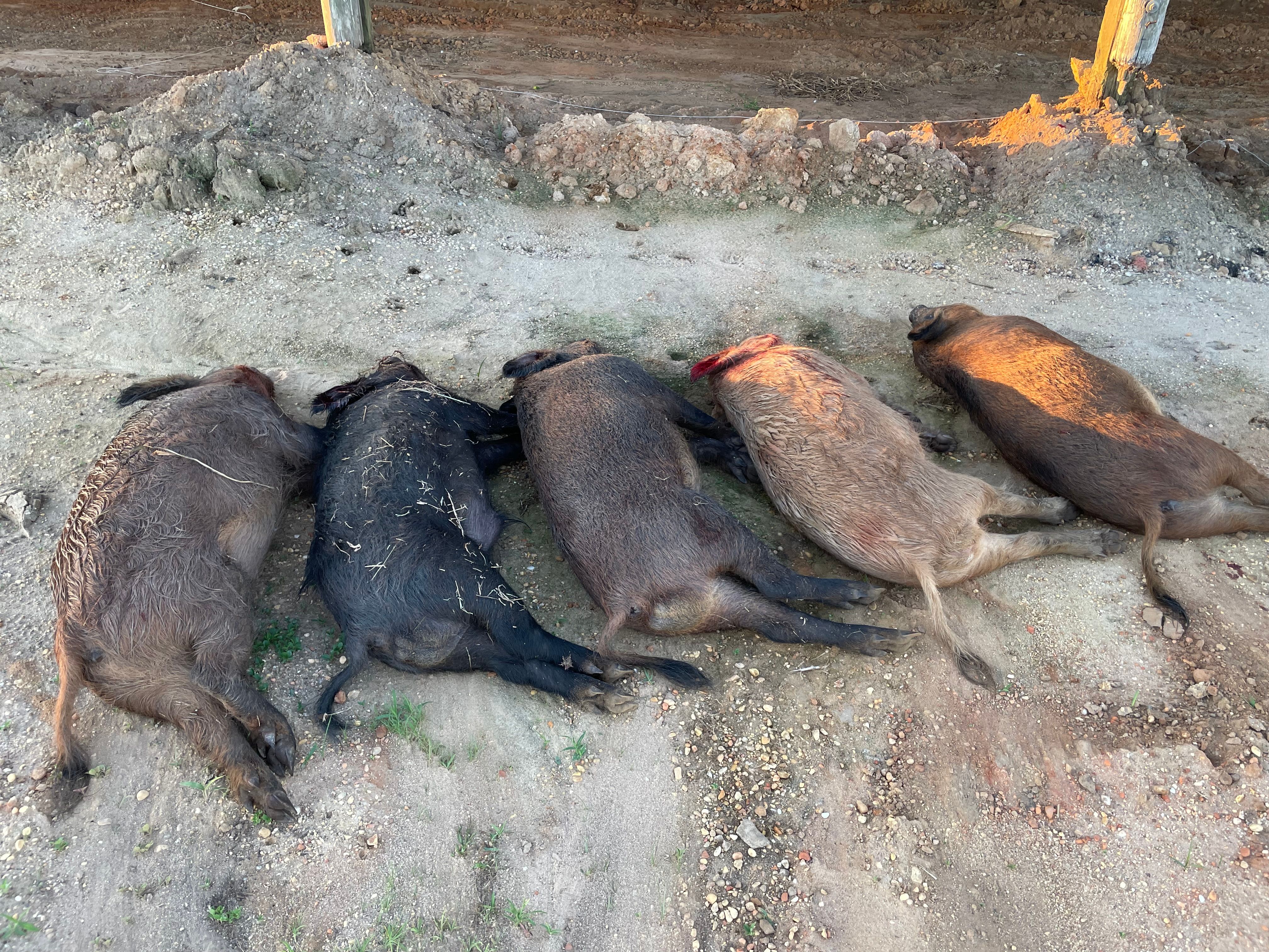  for Havoc Hog Control in Molino, FL