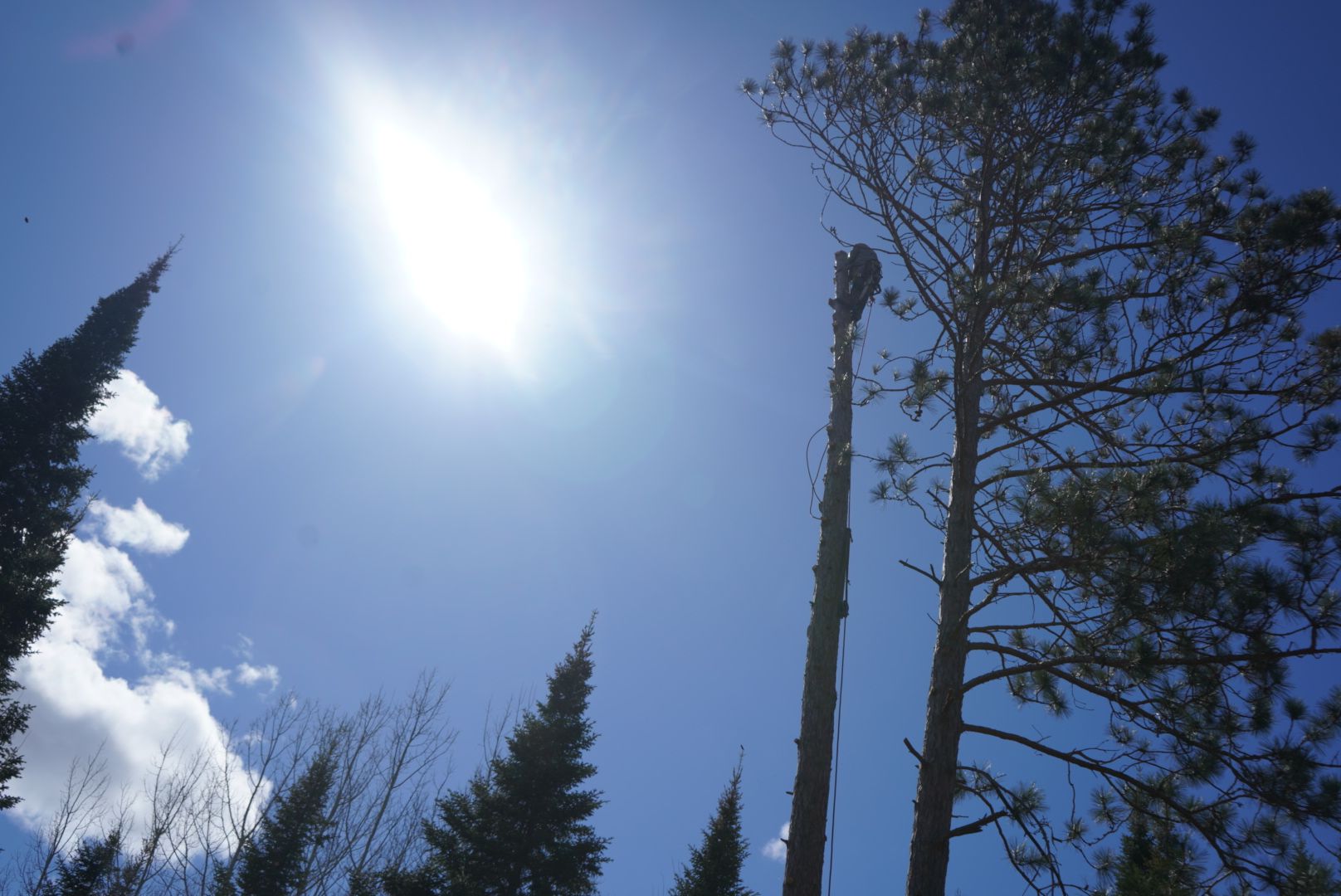  for Dan's Tree Service LLC in Bemidji, MN