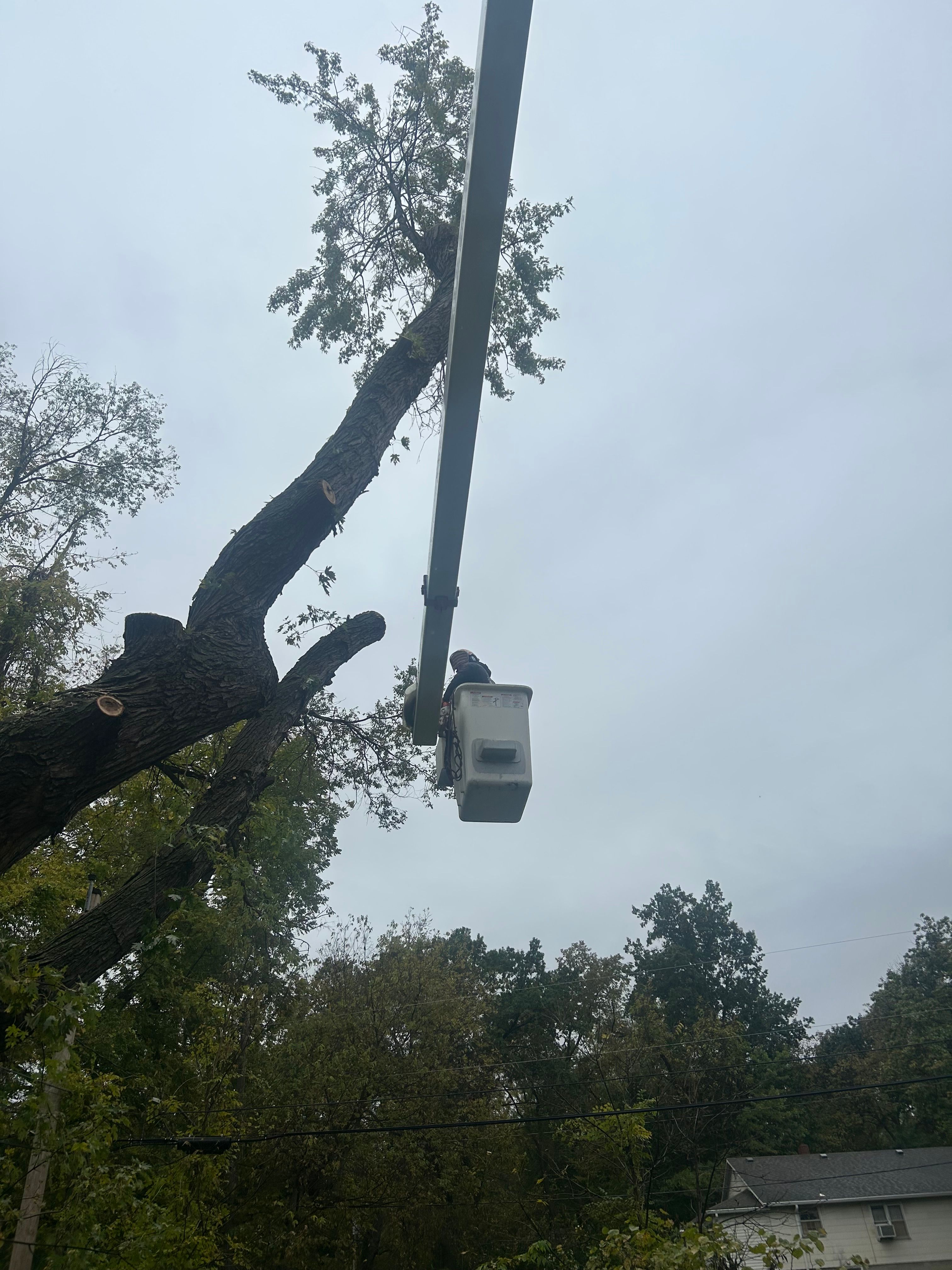 All Photos for Cross Family Tree Service in Kearney, MO