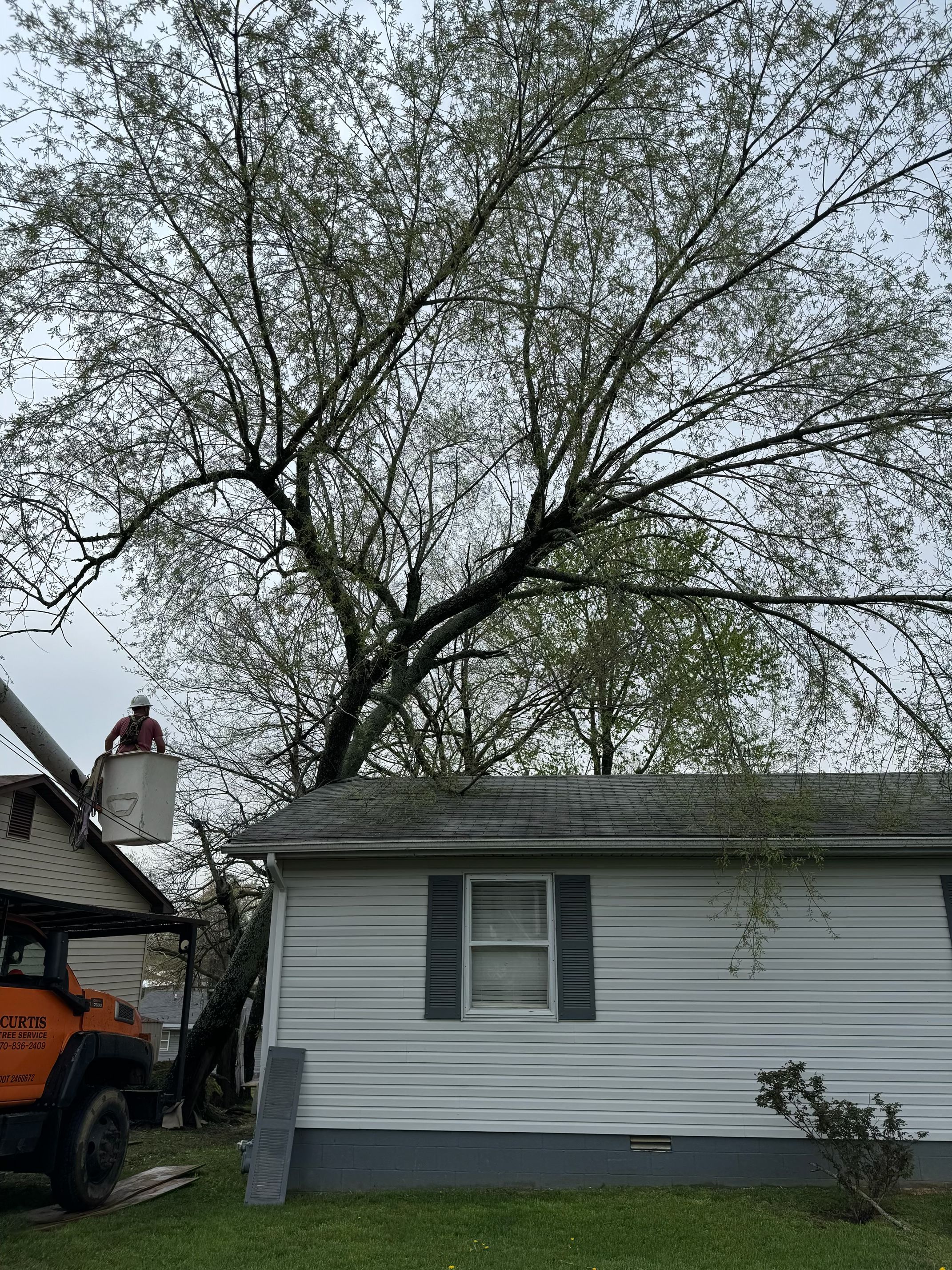  for Curtis Tree Service LLC in Hopkins County, KY