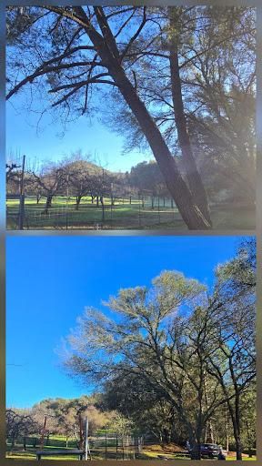  for George Staddan's Professional Tree Care in Placerville, CA