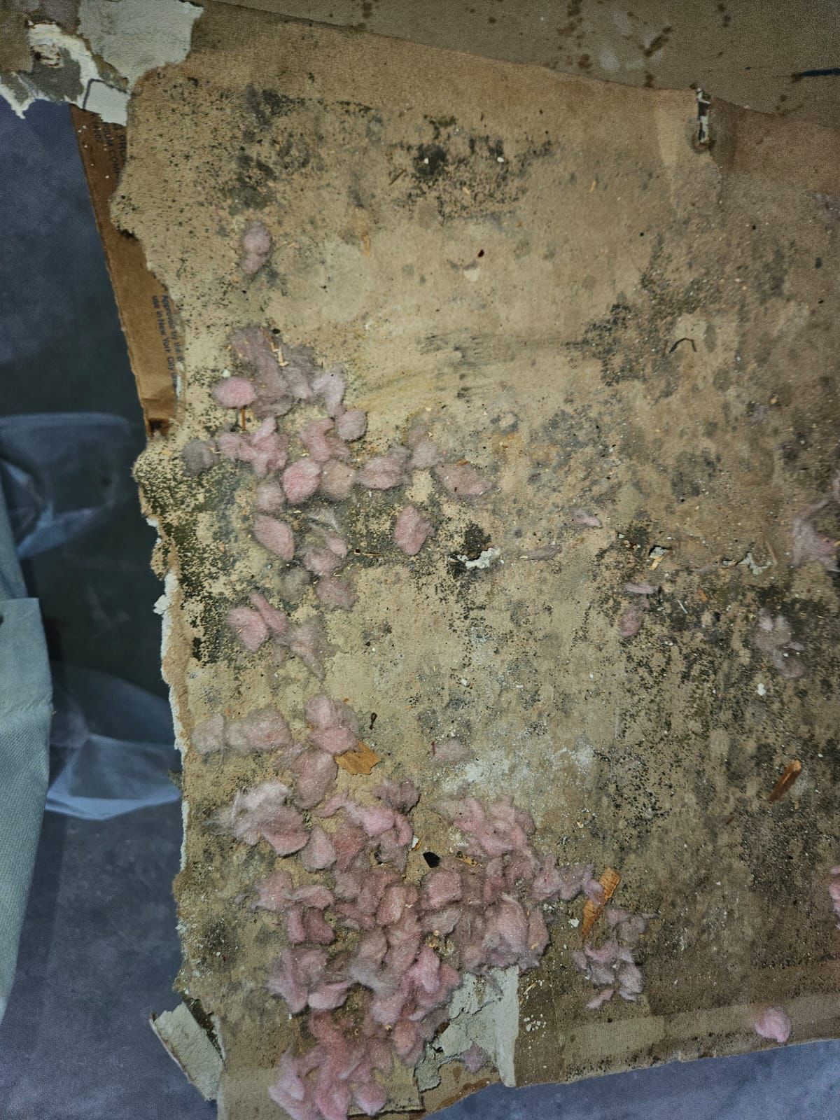  for N&D Restoration Services When Disaster Strikes, We Come In in Cape Coral,  FL