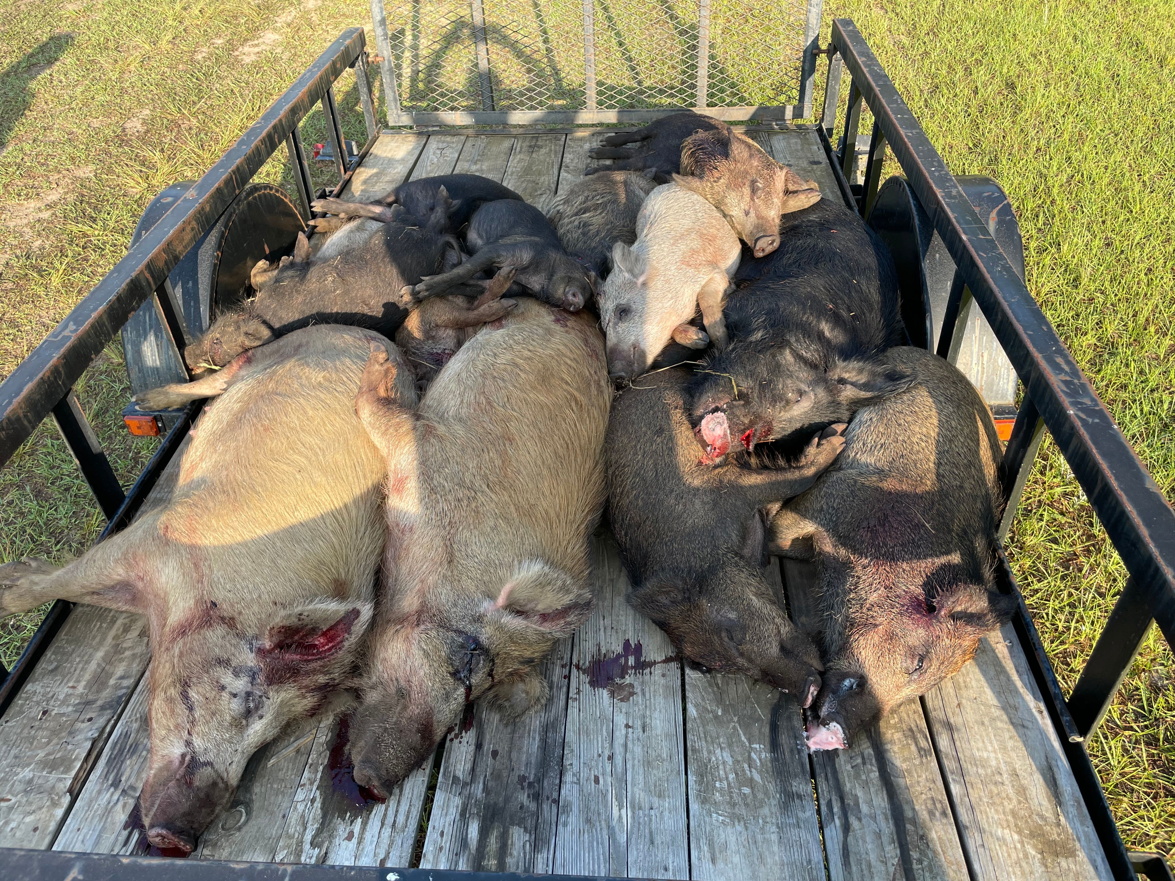  for Havoc Hog Control in Molino, FL
