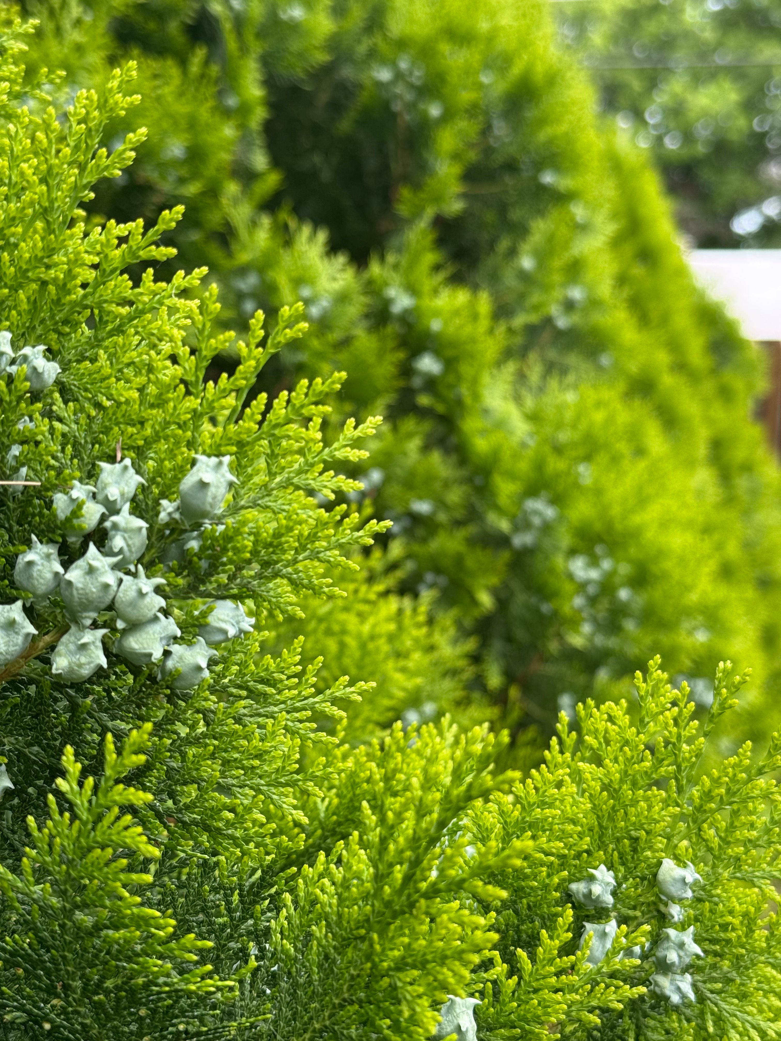 All Photos for Blu-J Tree Care in Arlington, TX