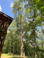  for Ascending Tree Service LLC in Kenbridge, VA