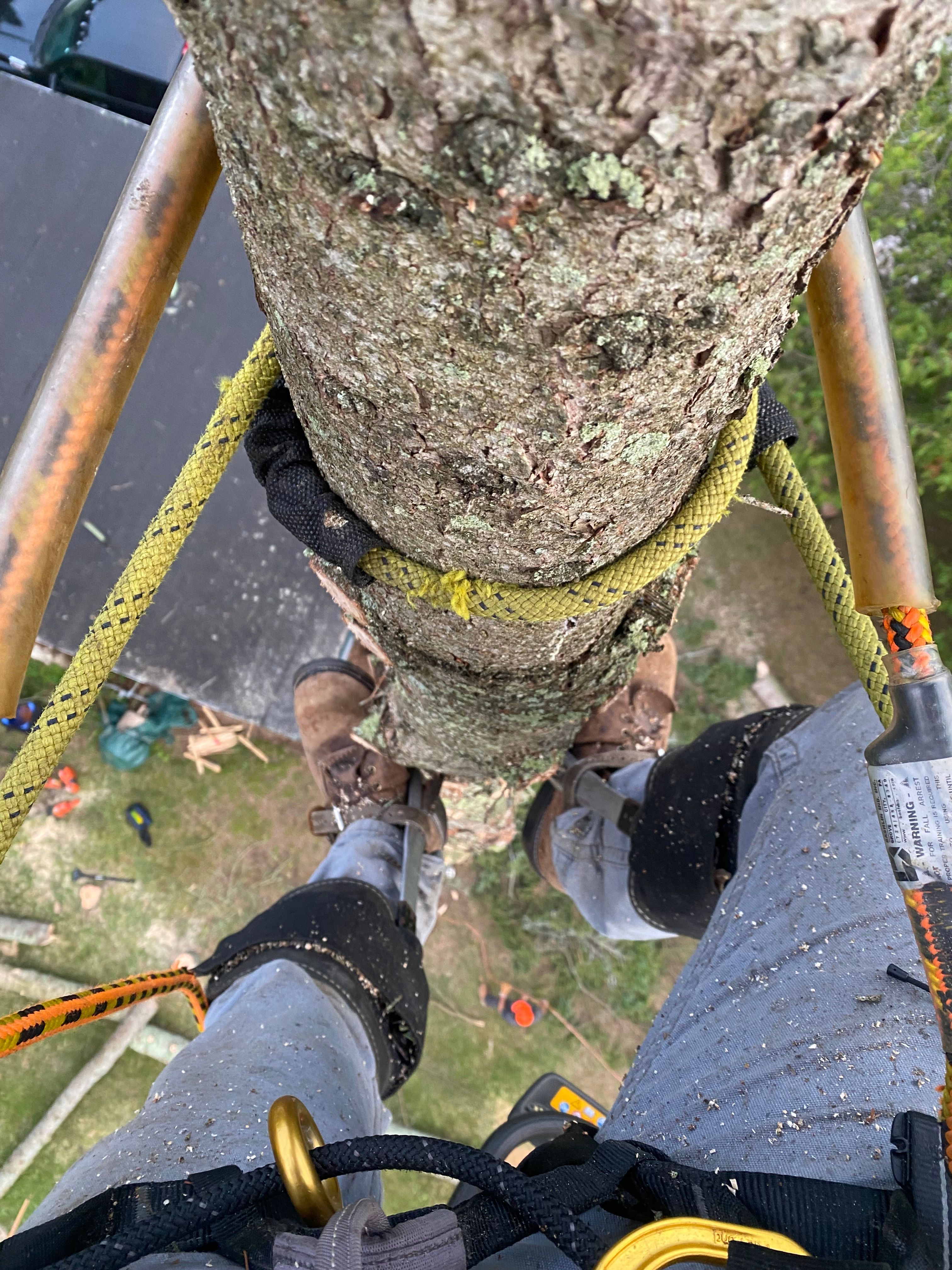 Tree Removal for Bear Creek Tree Service LLC in Rudyard, MI