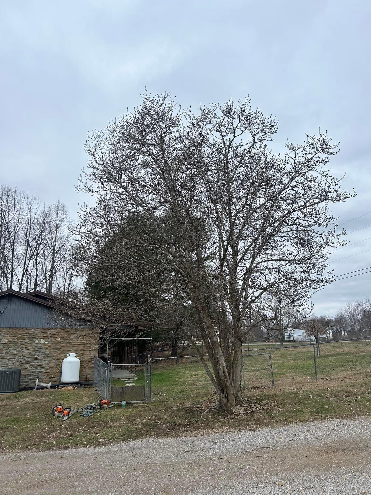 All Photos for Atwood’s Tree Care in Liberty,  KY