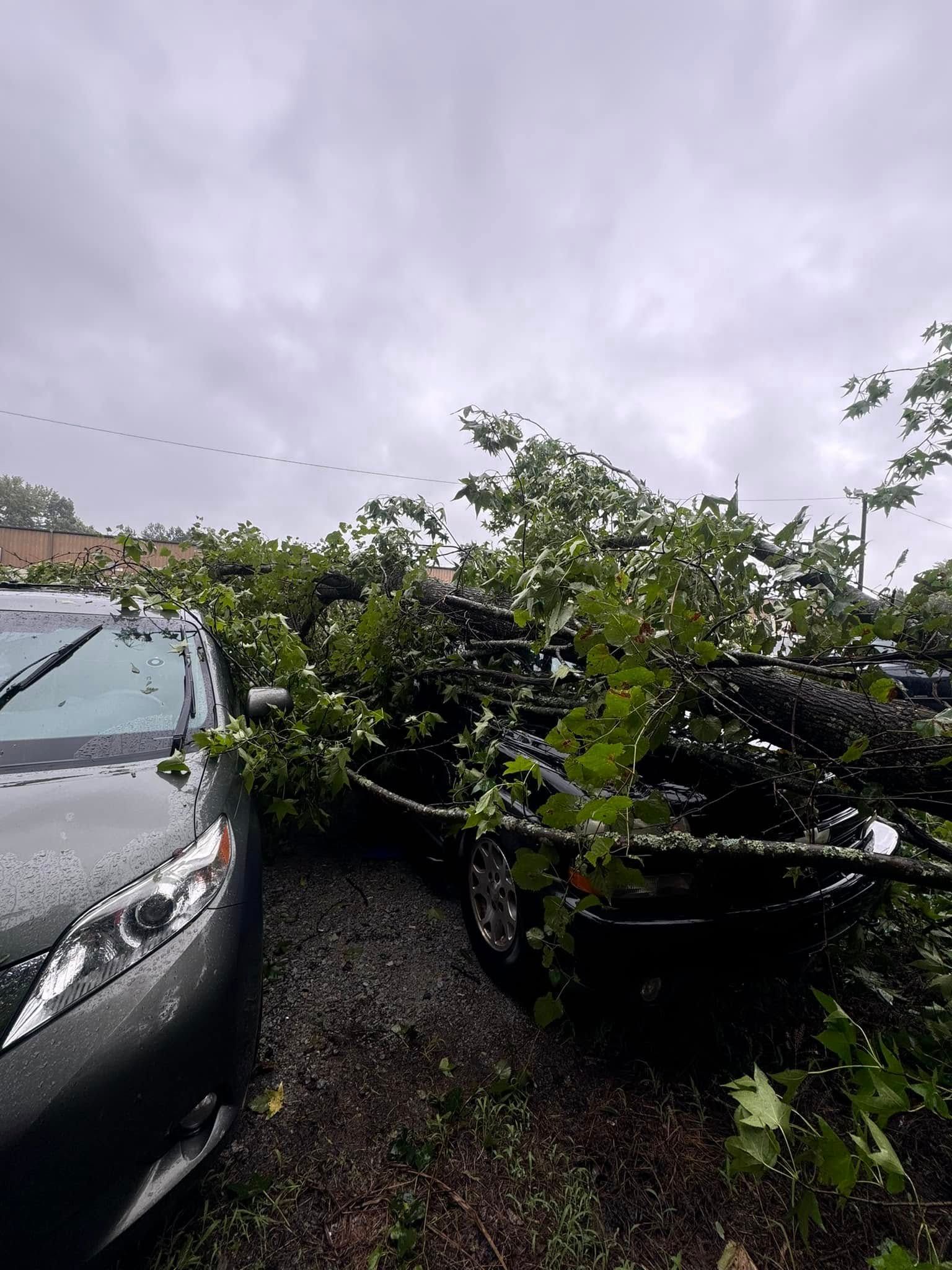  for DW’s Tree Service in Winston-Salem, NC