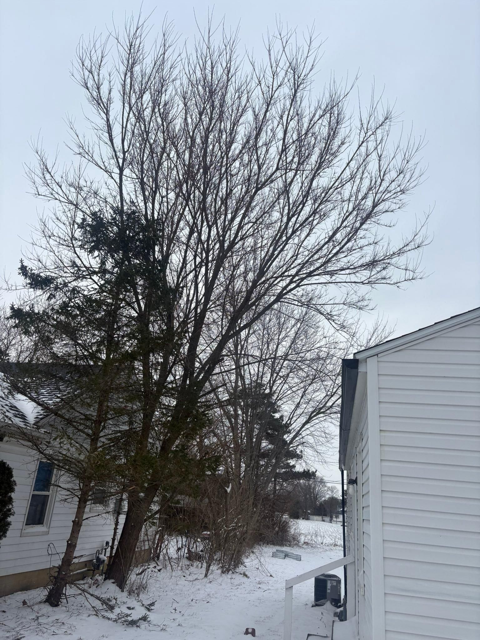  for Dig-It Tree Company in Mason, OH