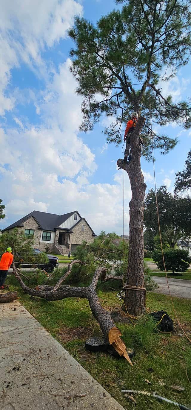  for Servin's Tree Care  in Houston, TX