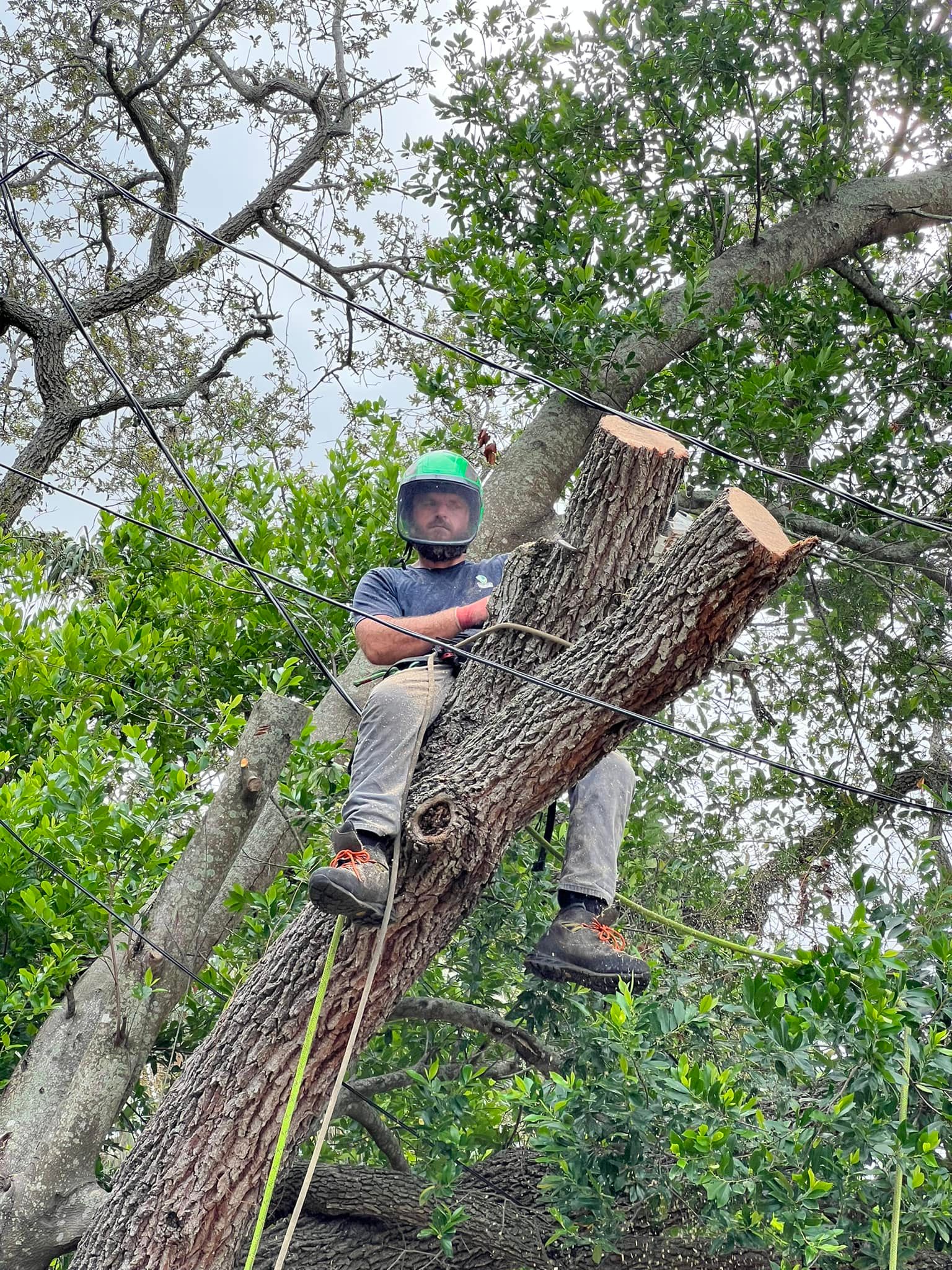 All Photos for Ryker's Tree Service in Dunedin, FL